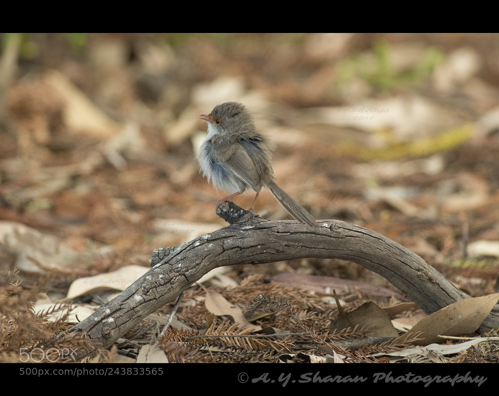 Pentax K-50 sample photo. Superb fairywren (female) photography