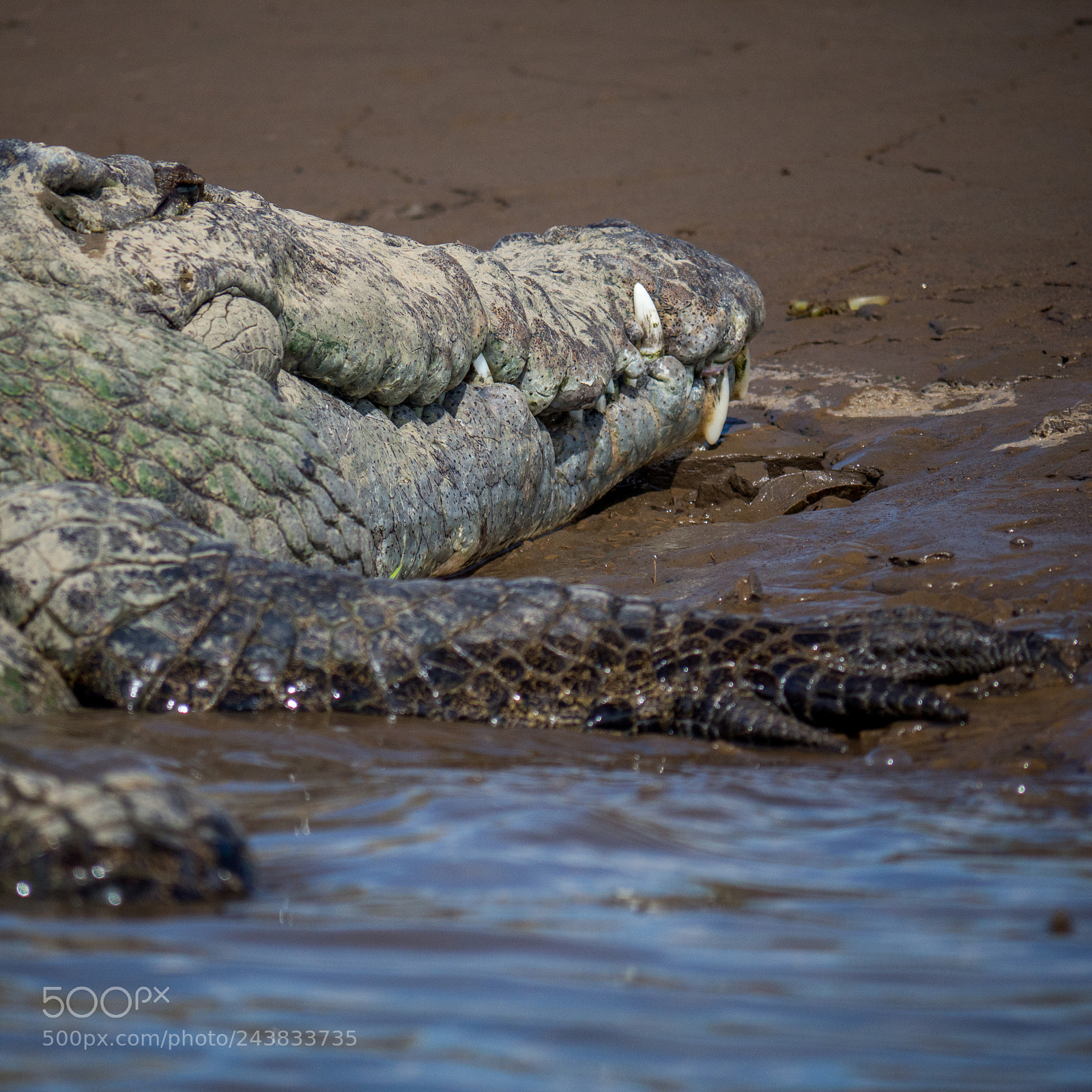 Olympus OM-D E-M10 sample photo. Osama the crocodile photography