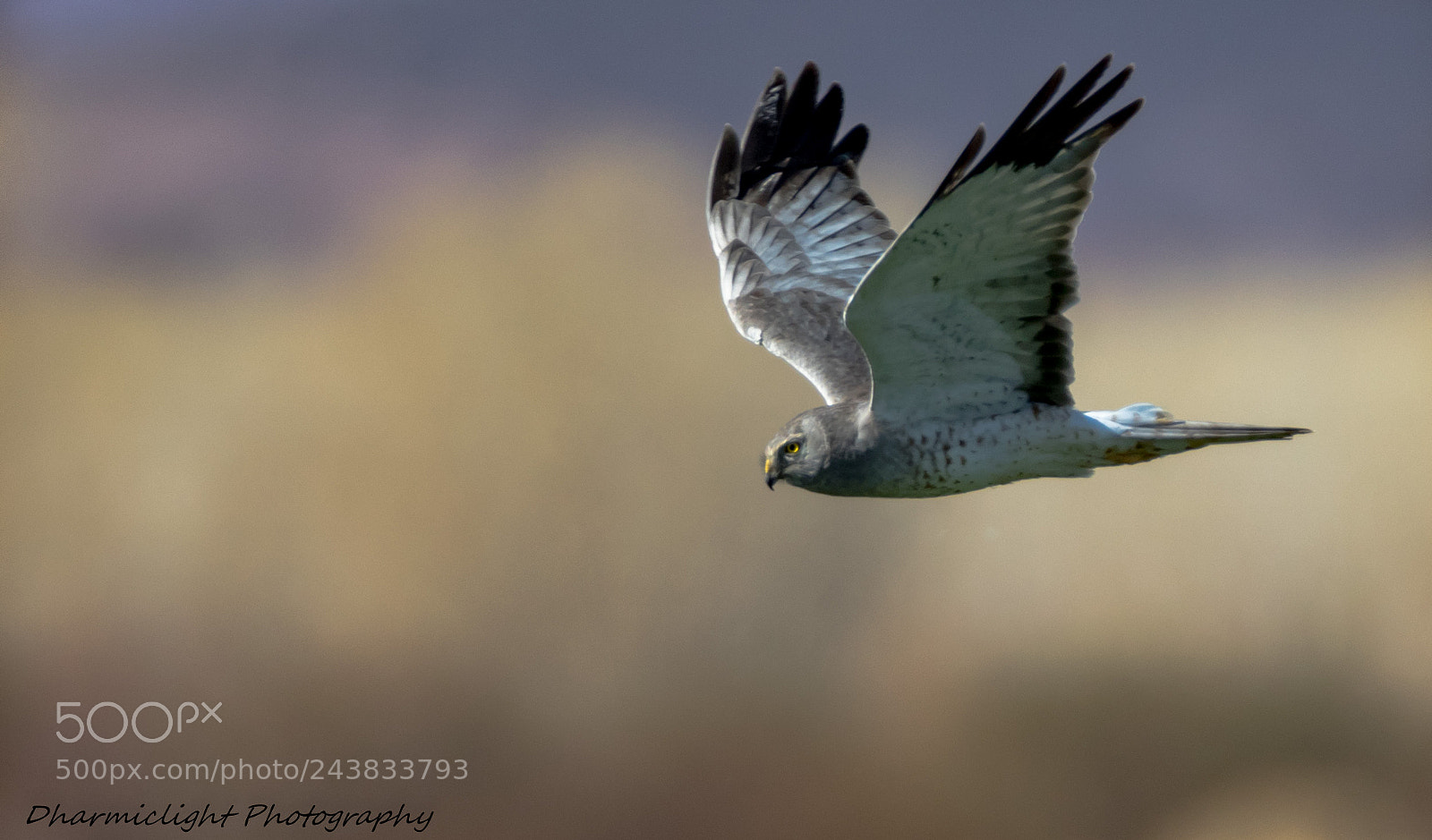 Canon EOS 7D Mark II sample photo. Northern harrier photography