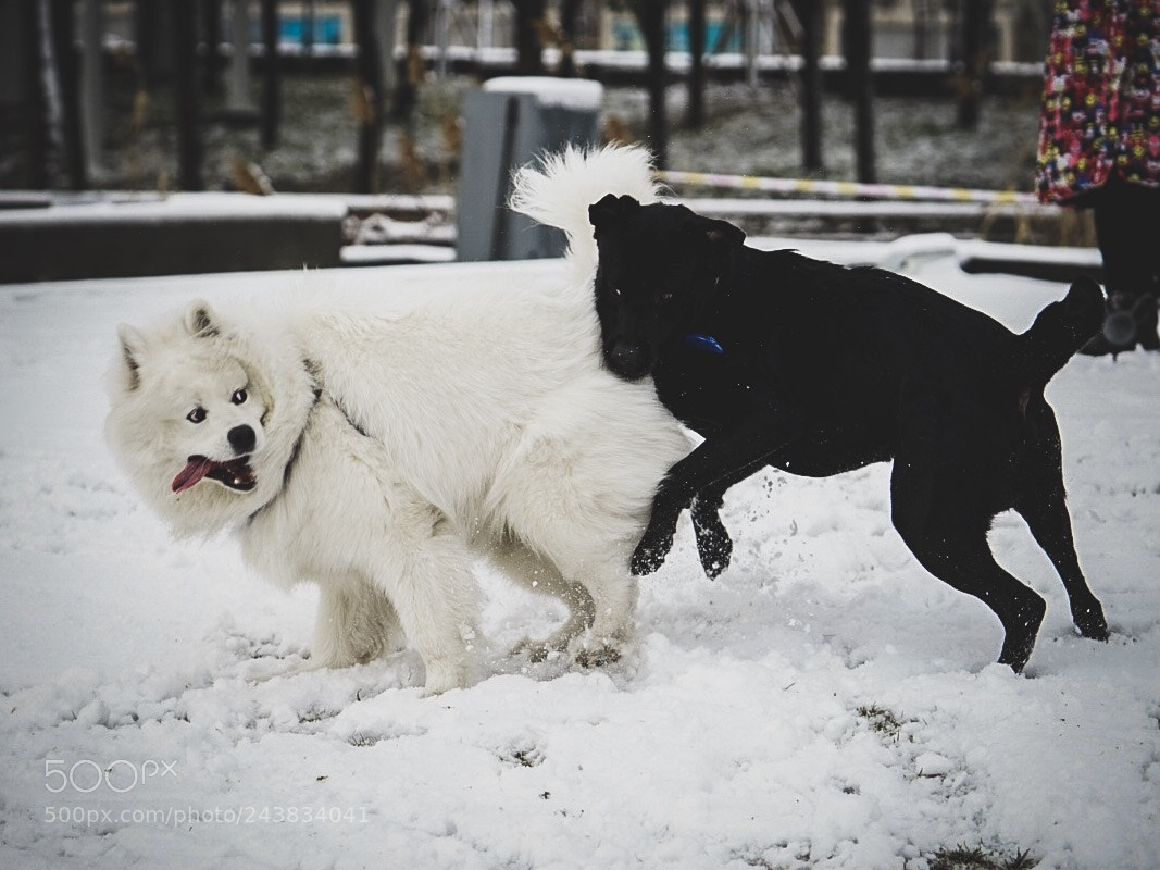 Sony a7 II sample photo. 化身二哈 photography