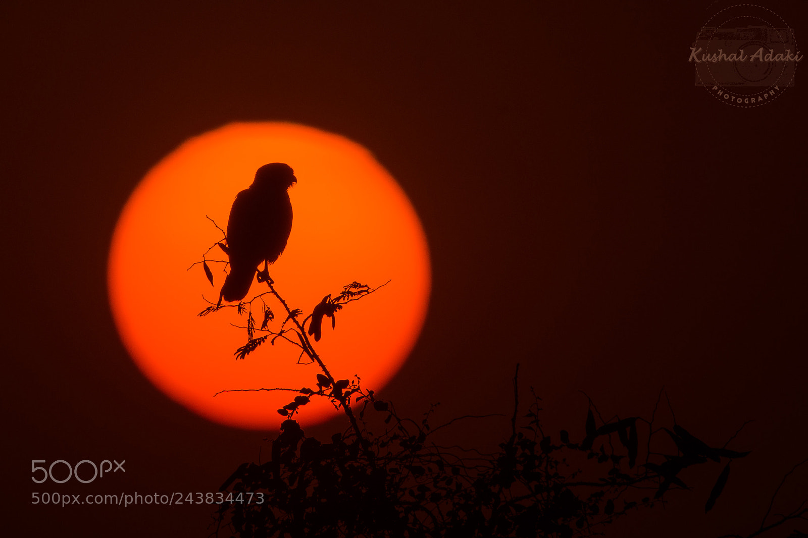 Nikon D7200 sample photo. Common kestrel (female silhouette ) photography