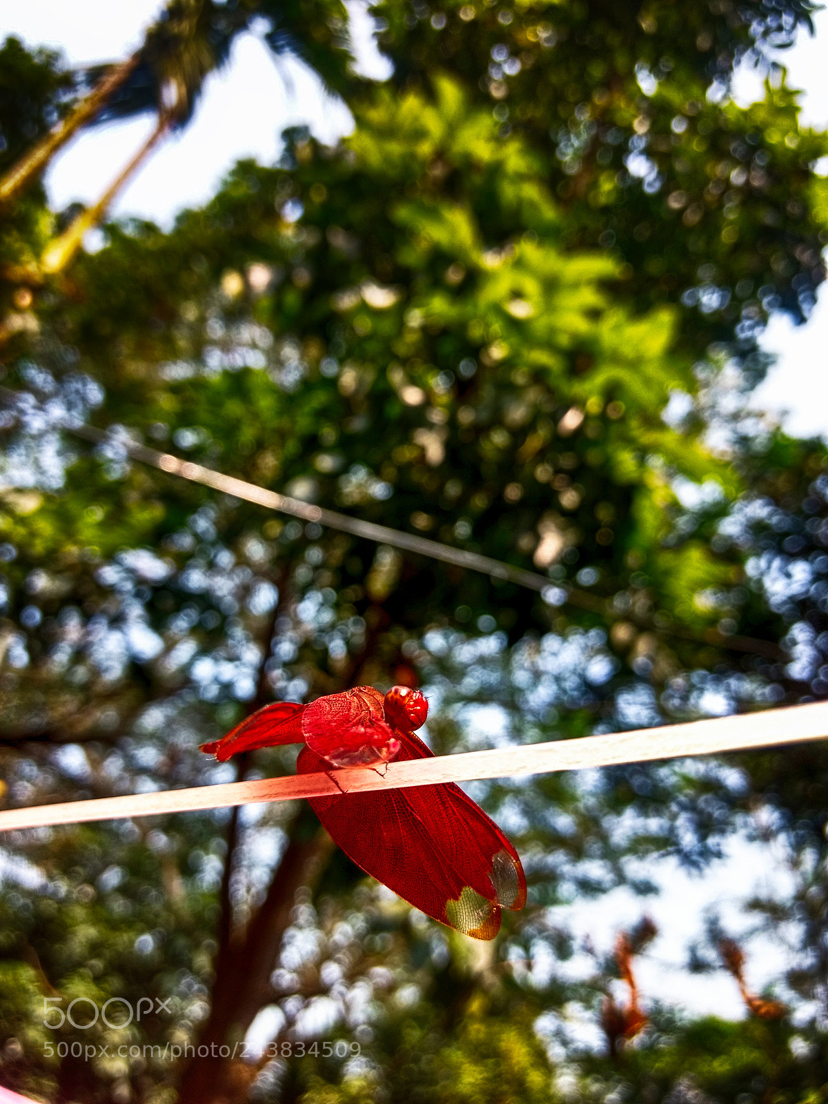 Motorola Moto G (4) sample photo. Red dragonfly photography