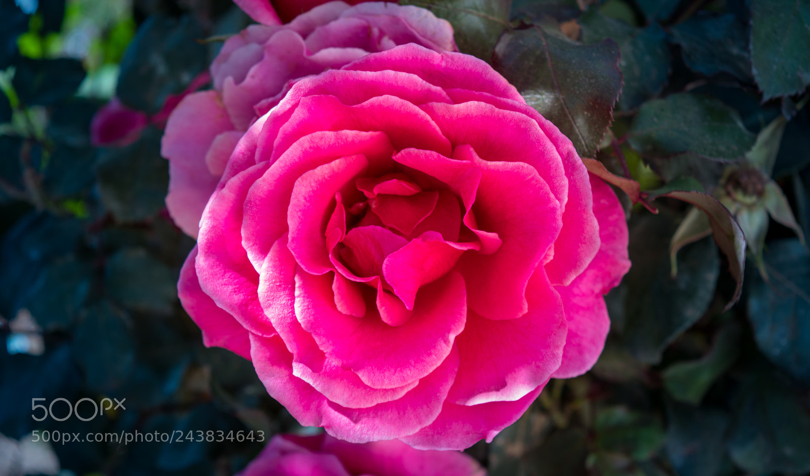 Nikon D5500 sample photo. Color photography