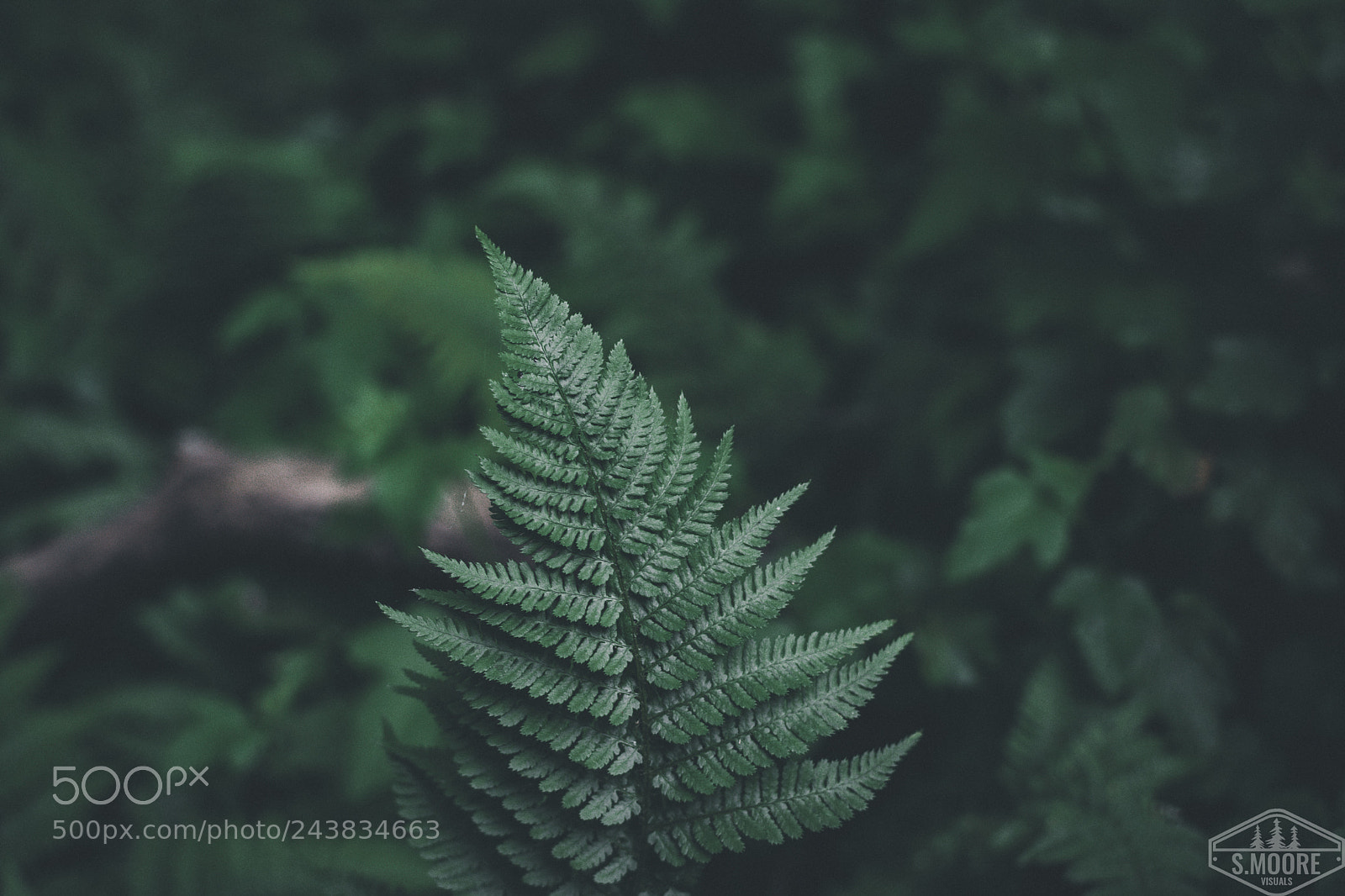 Nikon D7200 sample photo. Wood fern photography