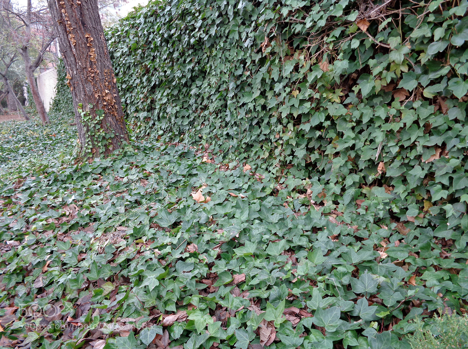 Sony Cyber-shot DSC-W830 sample photo. Verde photography