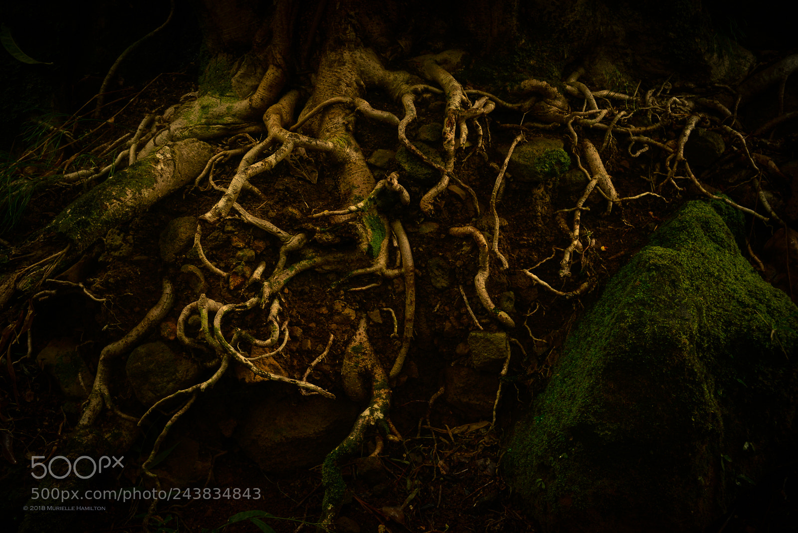 Nikon D800 sample photo. Roots photography