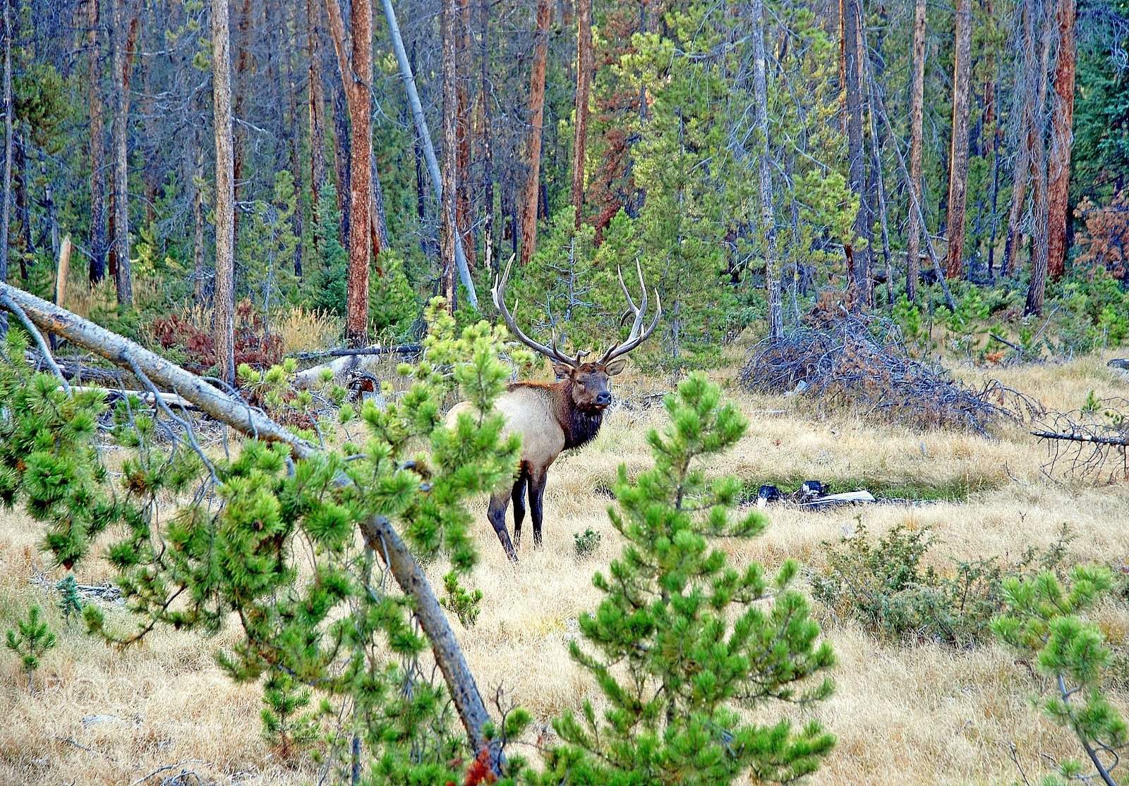 Nikon D200 sample photo. Protective elk photography