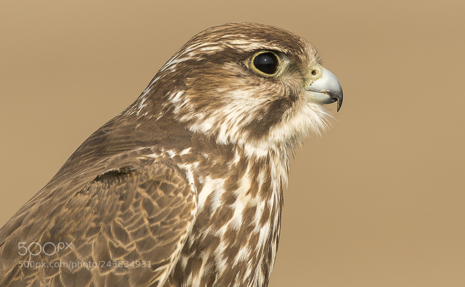 Nikon D500 sample photo. Saker falcon photography