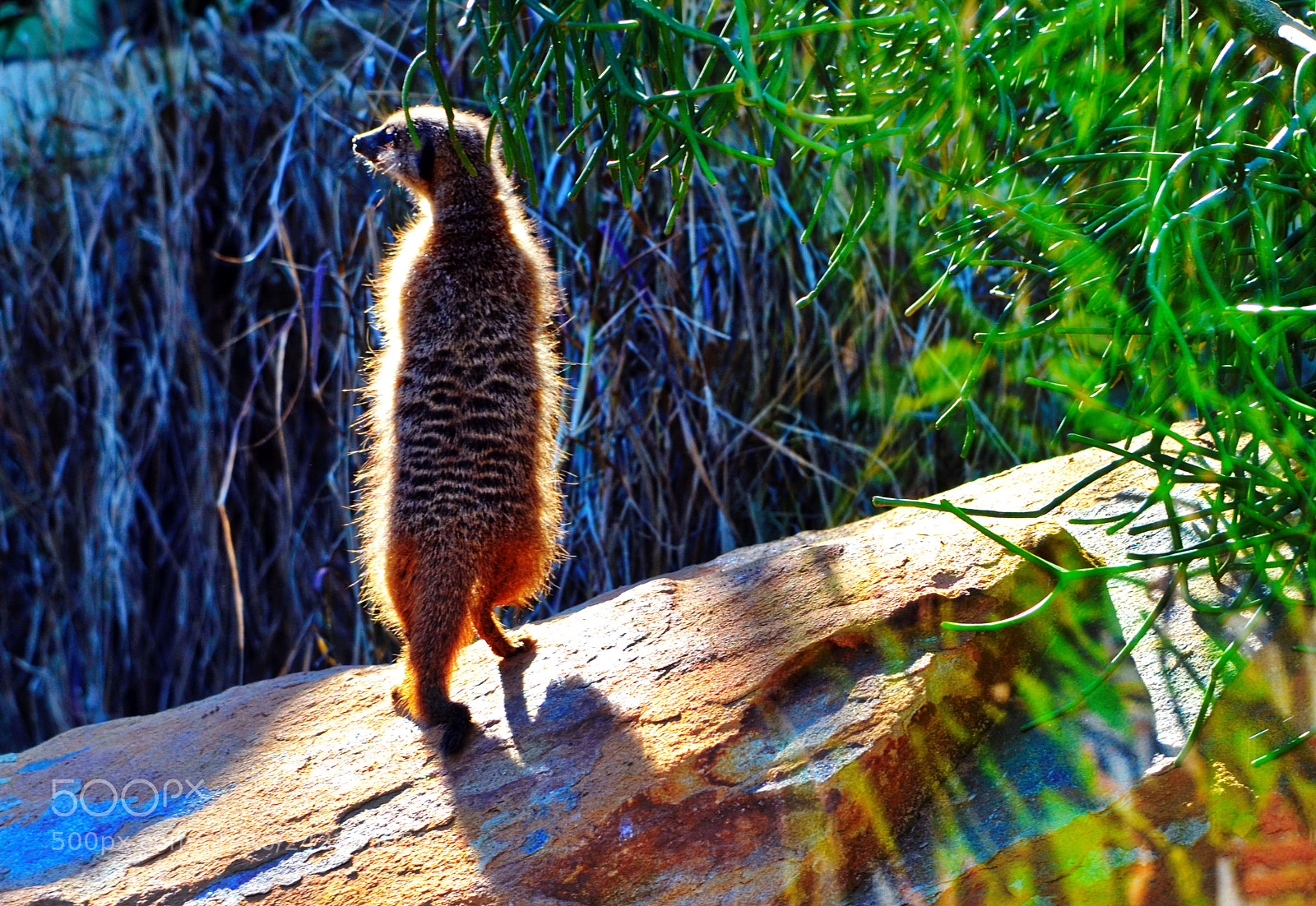 Nikon D5100 sample photo. Trip to sydney zoo photography