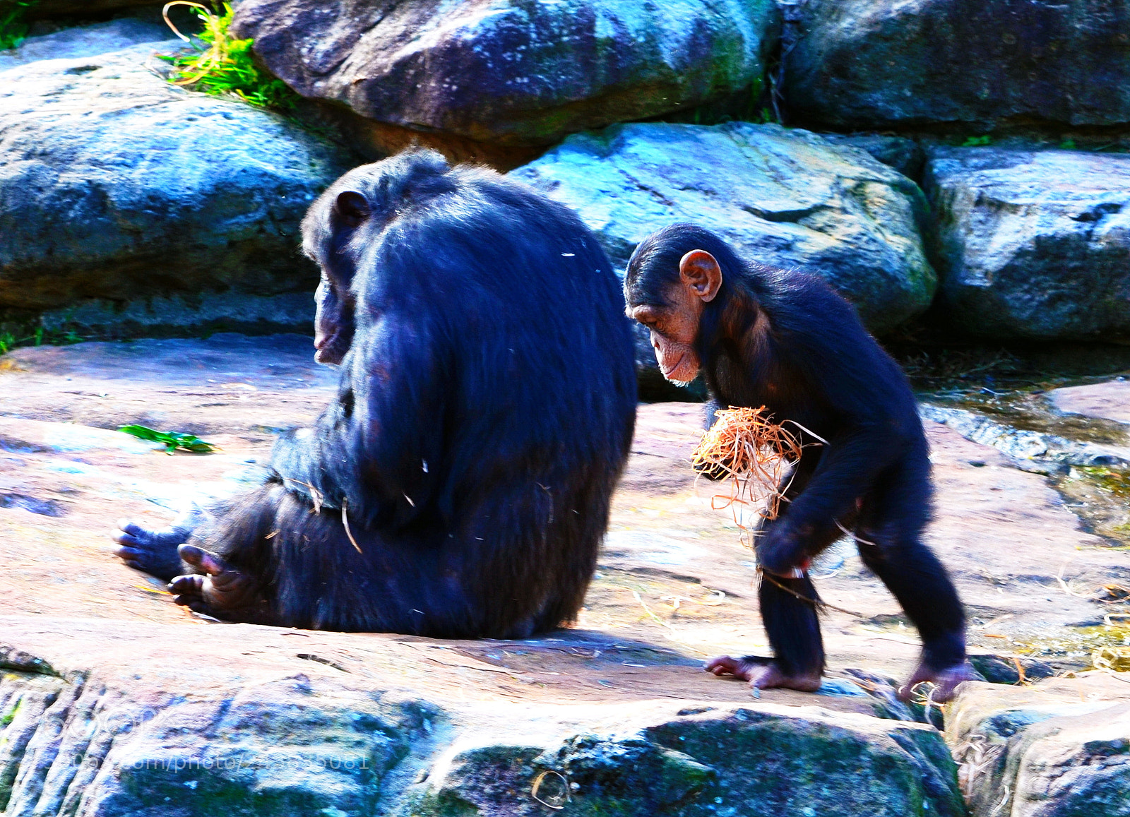 Nikon D5100 sample photo. Trip to sydney zoo photography