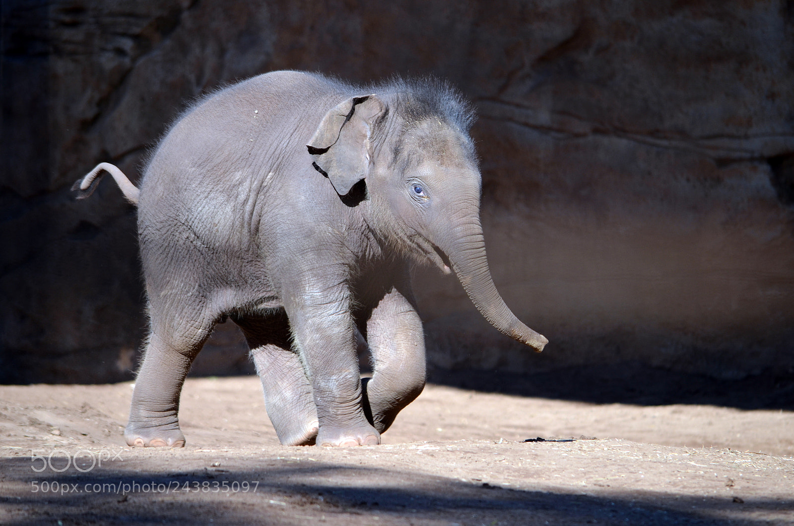 Nikon D5100 sample photo. Trip to sydney zoo photography