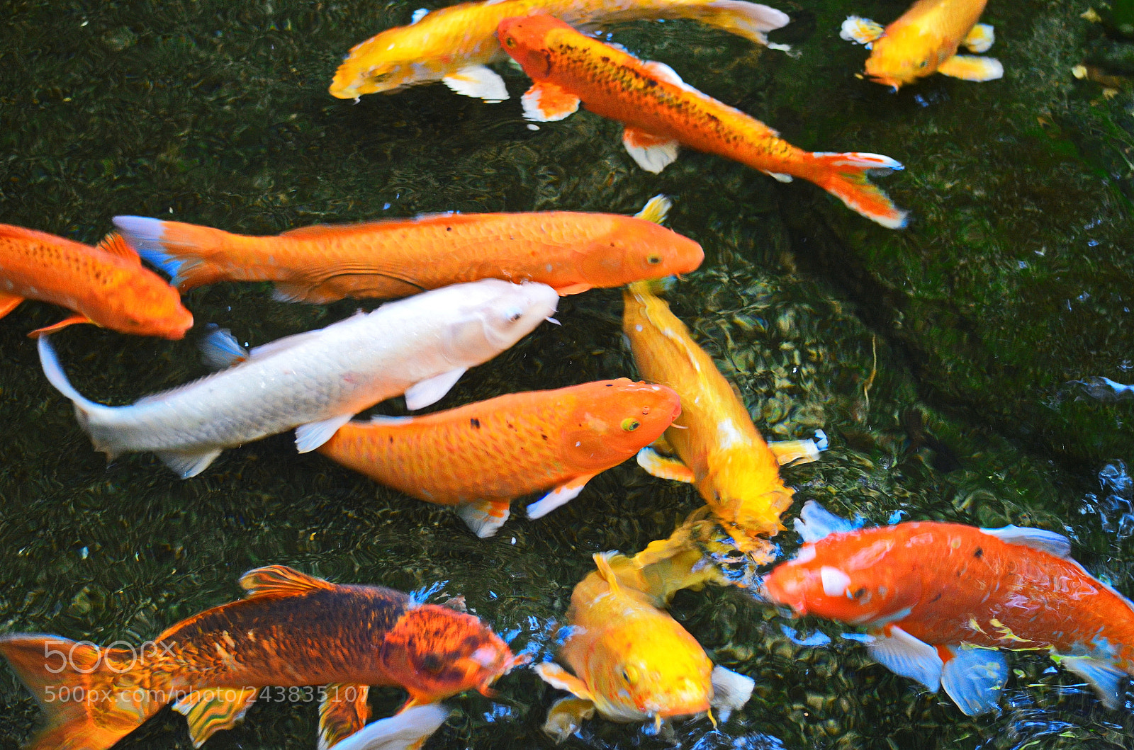 Nikon D5100 sample photo. Trip to sydney zoo photography