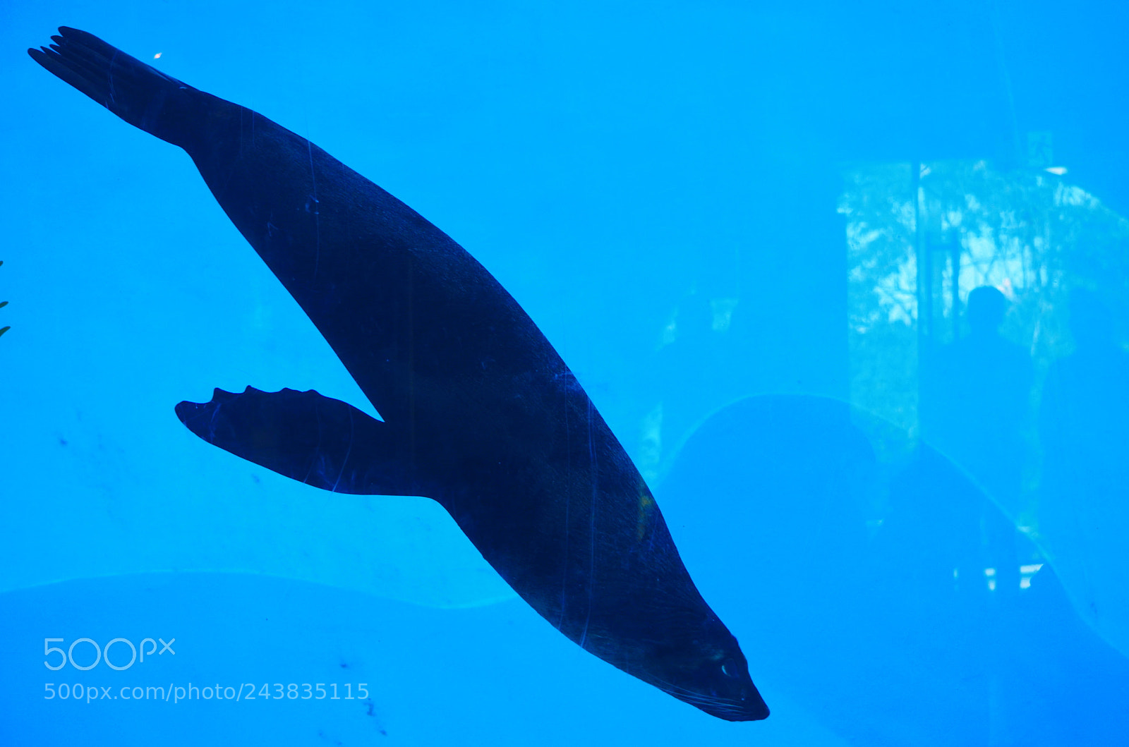 Nikon D5100 sample photo. Trip to sydney zoo photography
