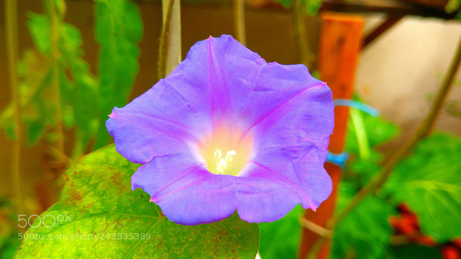 ASUS ZenFone 3 Max (ZC553KL) sample photo. Morning glory photography