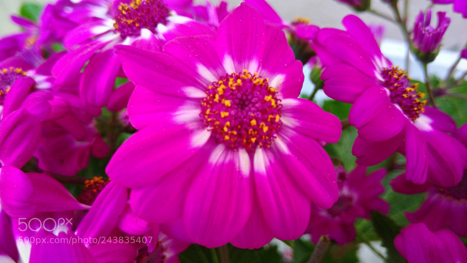 ASUS ZenFone 3 Max (ZC553KL) sample photo. Pink flower photography