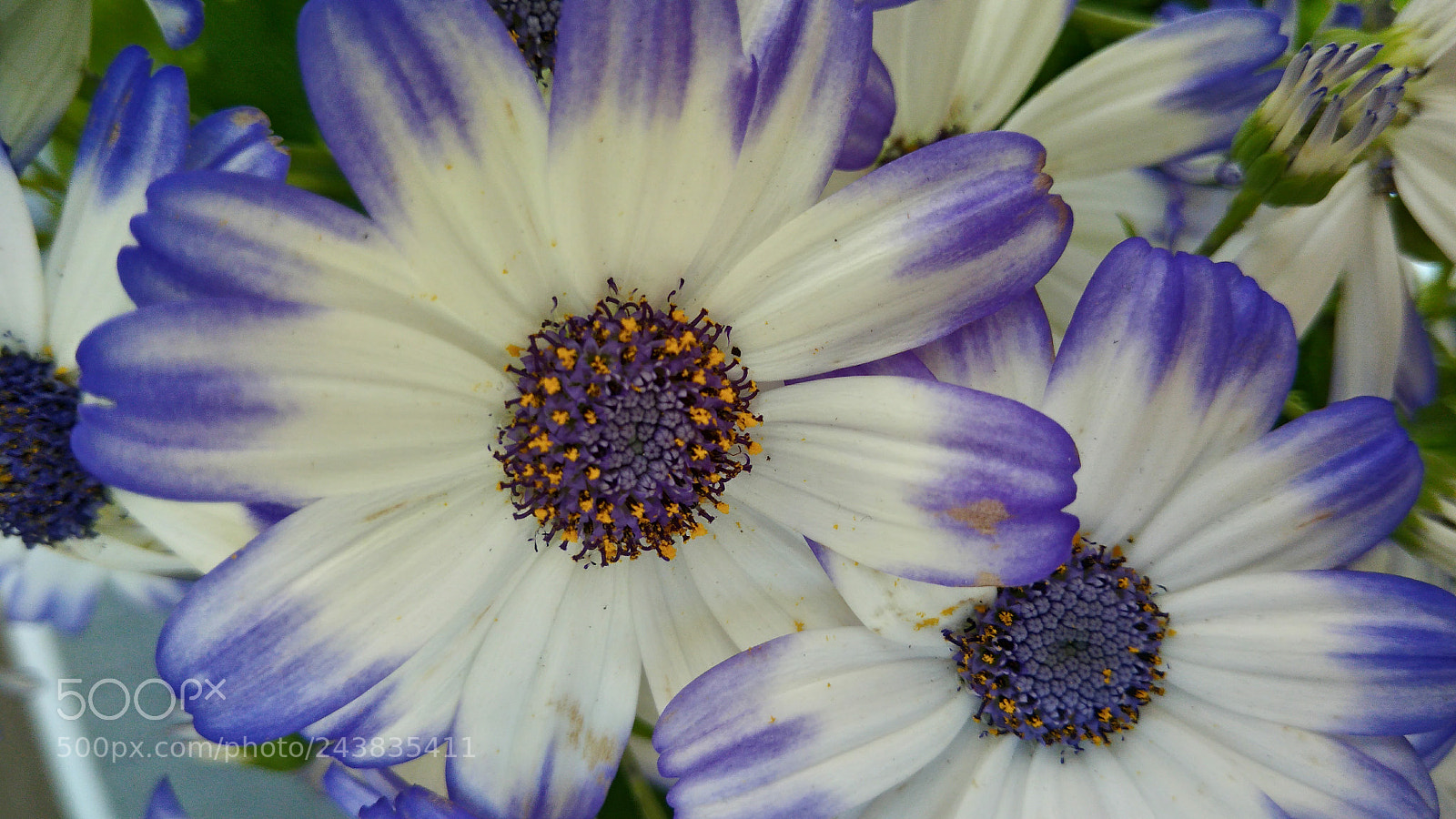 ASUS ZenFone 3 Max (ZC553KL) sample photo. Blue flower photography