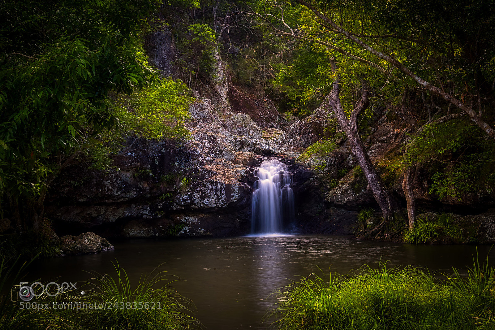 Sony a7 II sample photo. Morning glow, kondalilla falls. photography