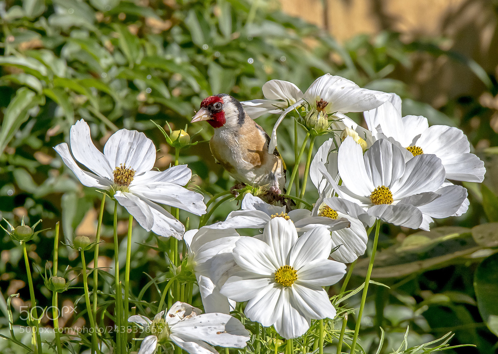 Canon EOS 7D Mark II sample photo. Goldfinch photography