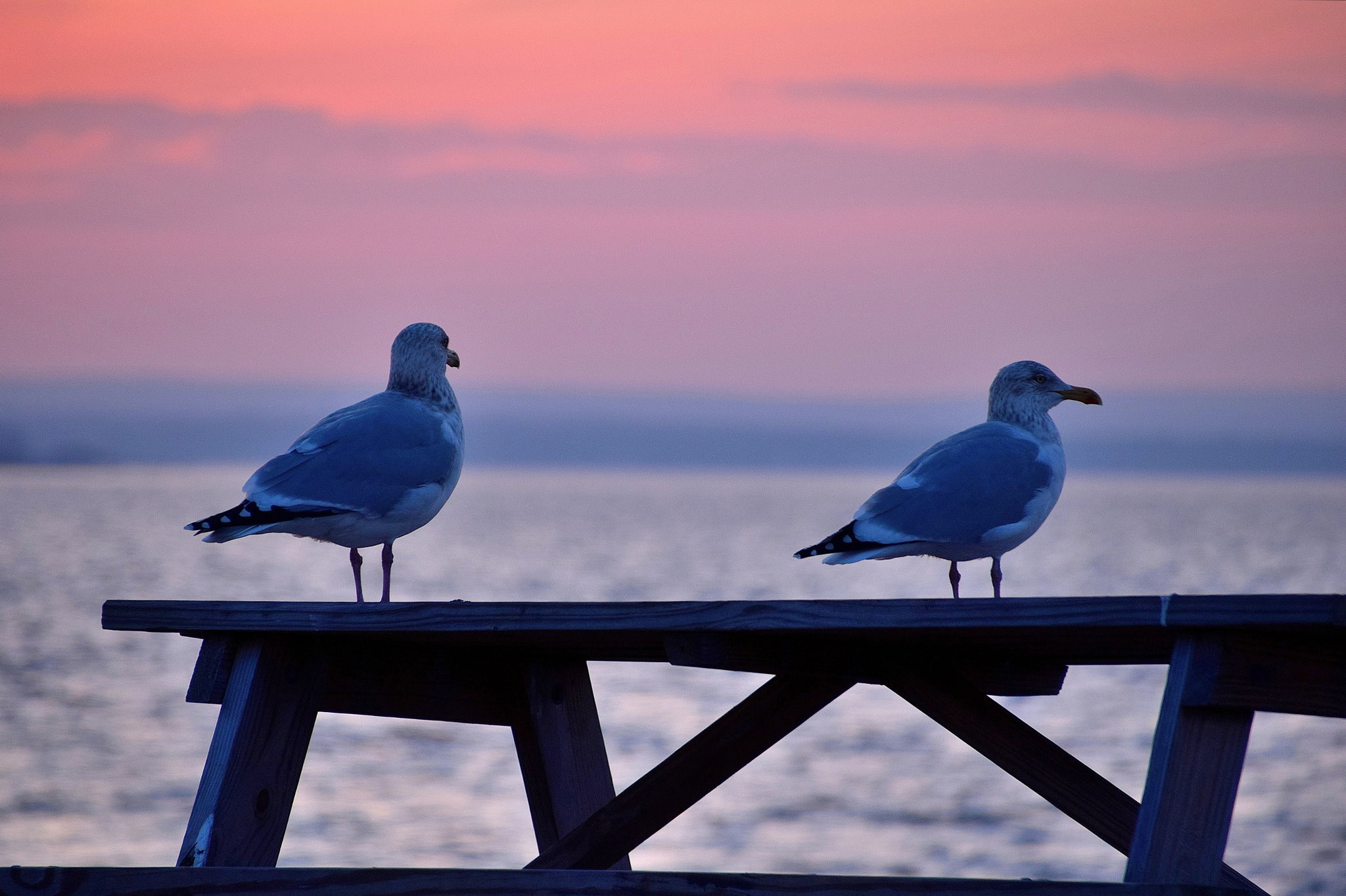 Nikon D5300 + Sigma 18-250mm F3.5-6.3 DC Macro OS HSM sample photo. The sunset watchers photography