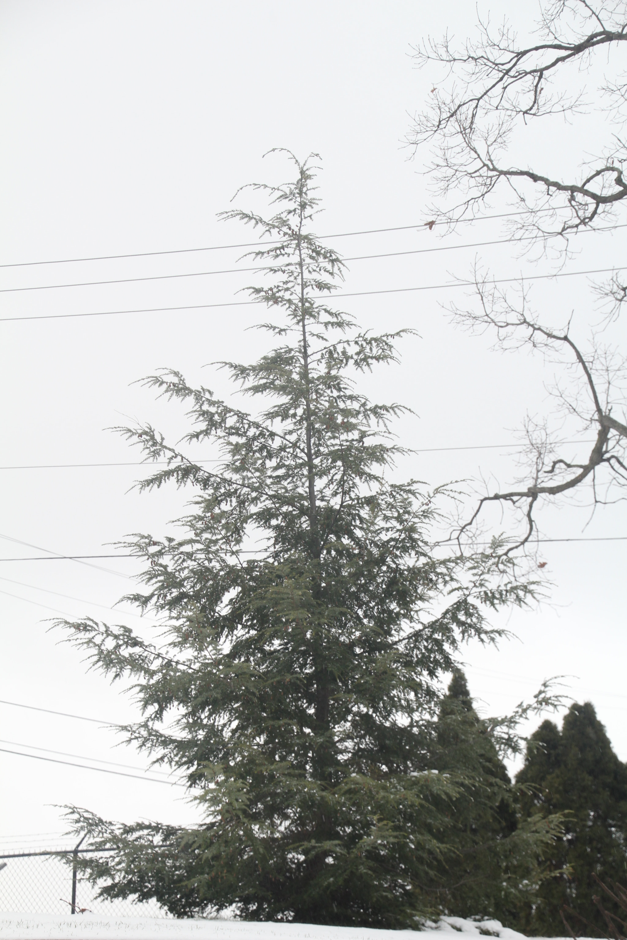 Canon EOS 1200D (EOS Rebel T5 / EOS Kiss X70 / EOS Hi) sample photo. Lines, growth, and tree. 線條，生長和樹。 線、成長、木。 Árbol. photography