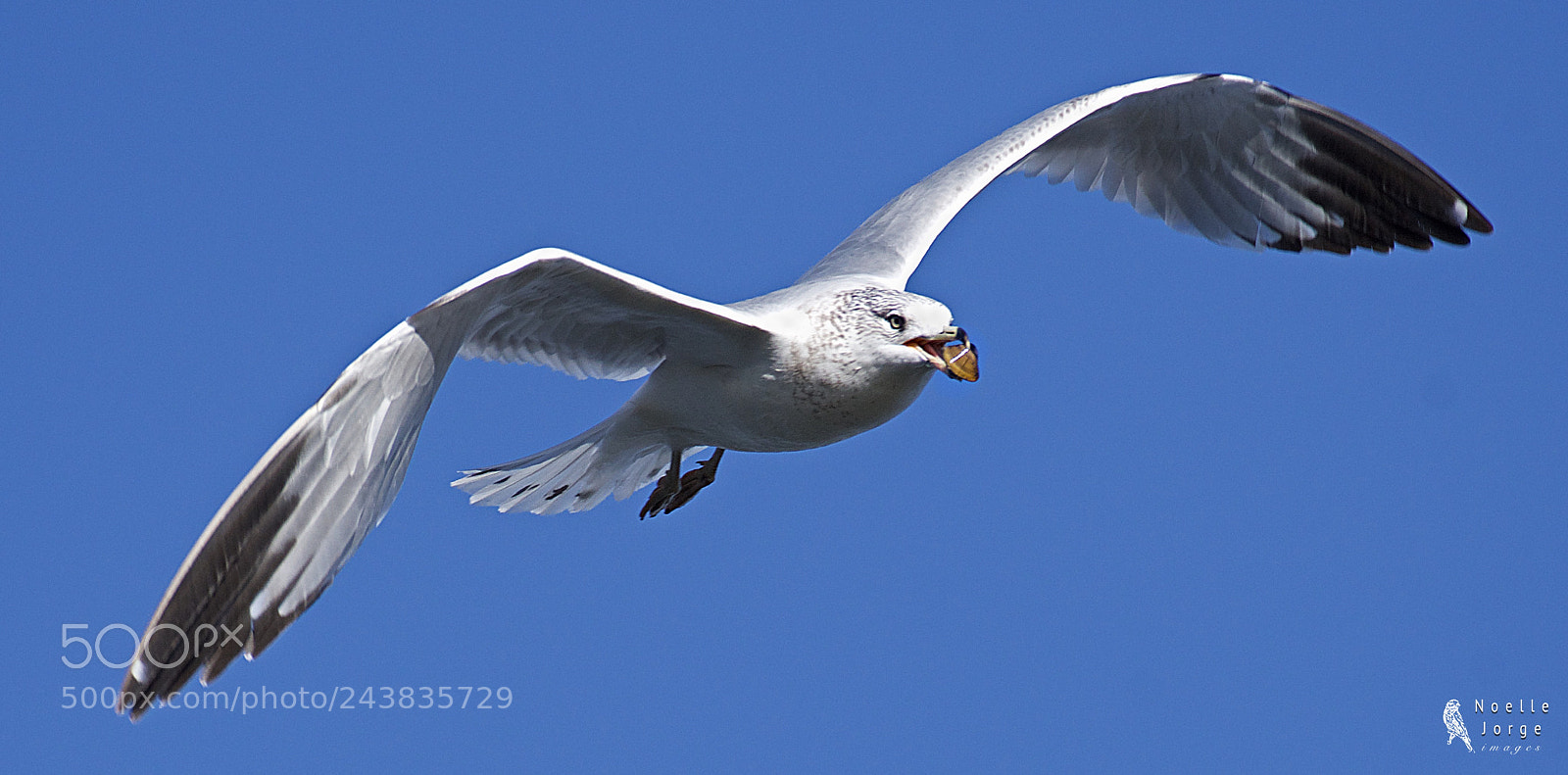 Nikon D500 sample photo. Ring-billed gull catches a photography