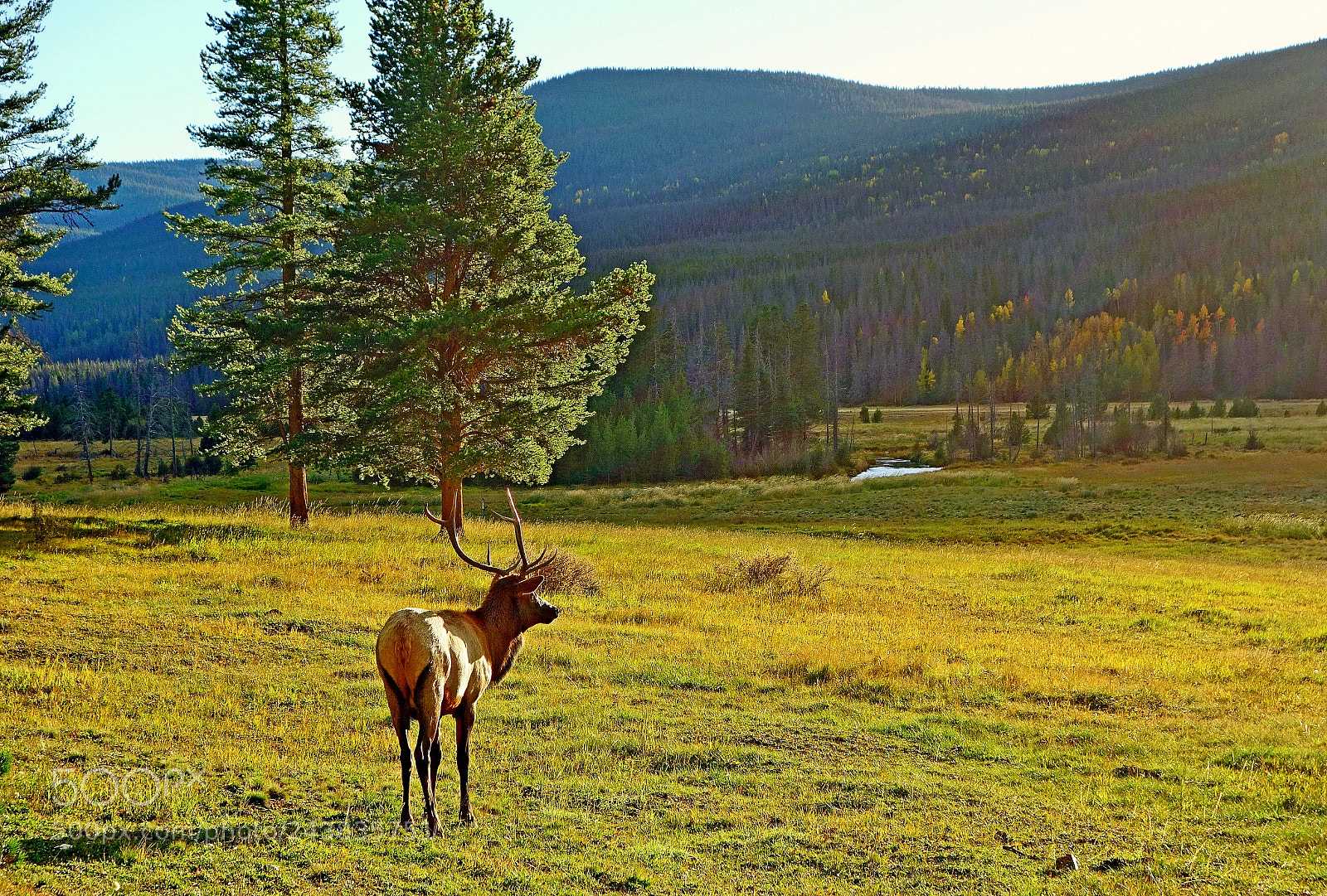 Sony Cyber-shot DSC-RX100 sample photo. Lone elk photography