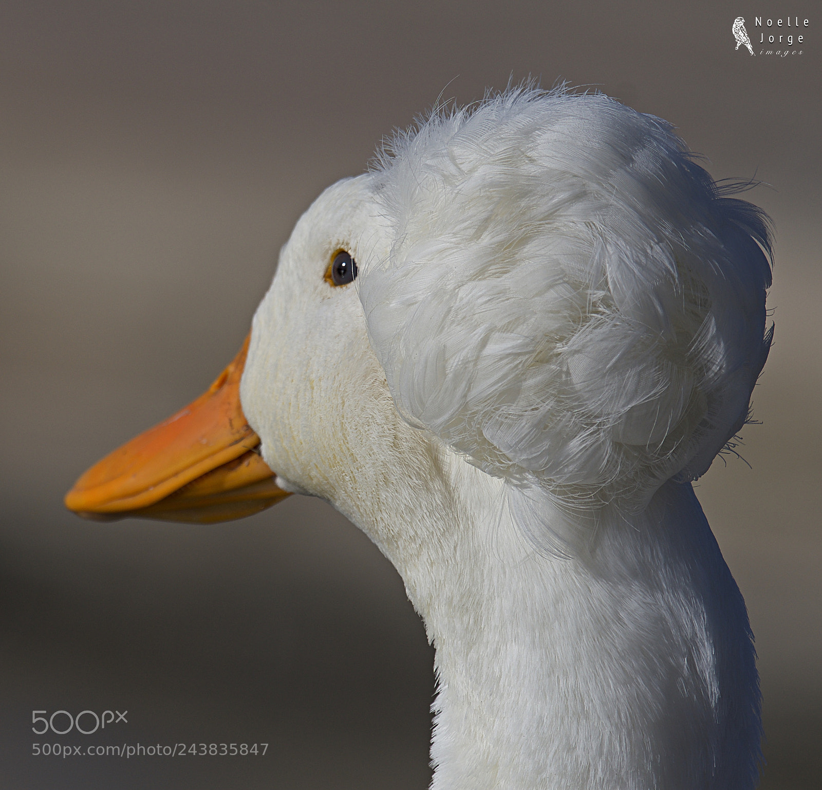 Nikon D500 sample photo. Elegant hairdo photography