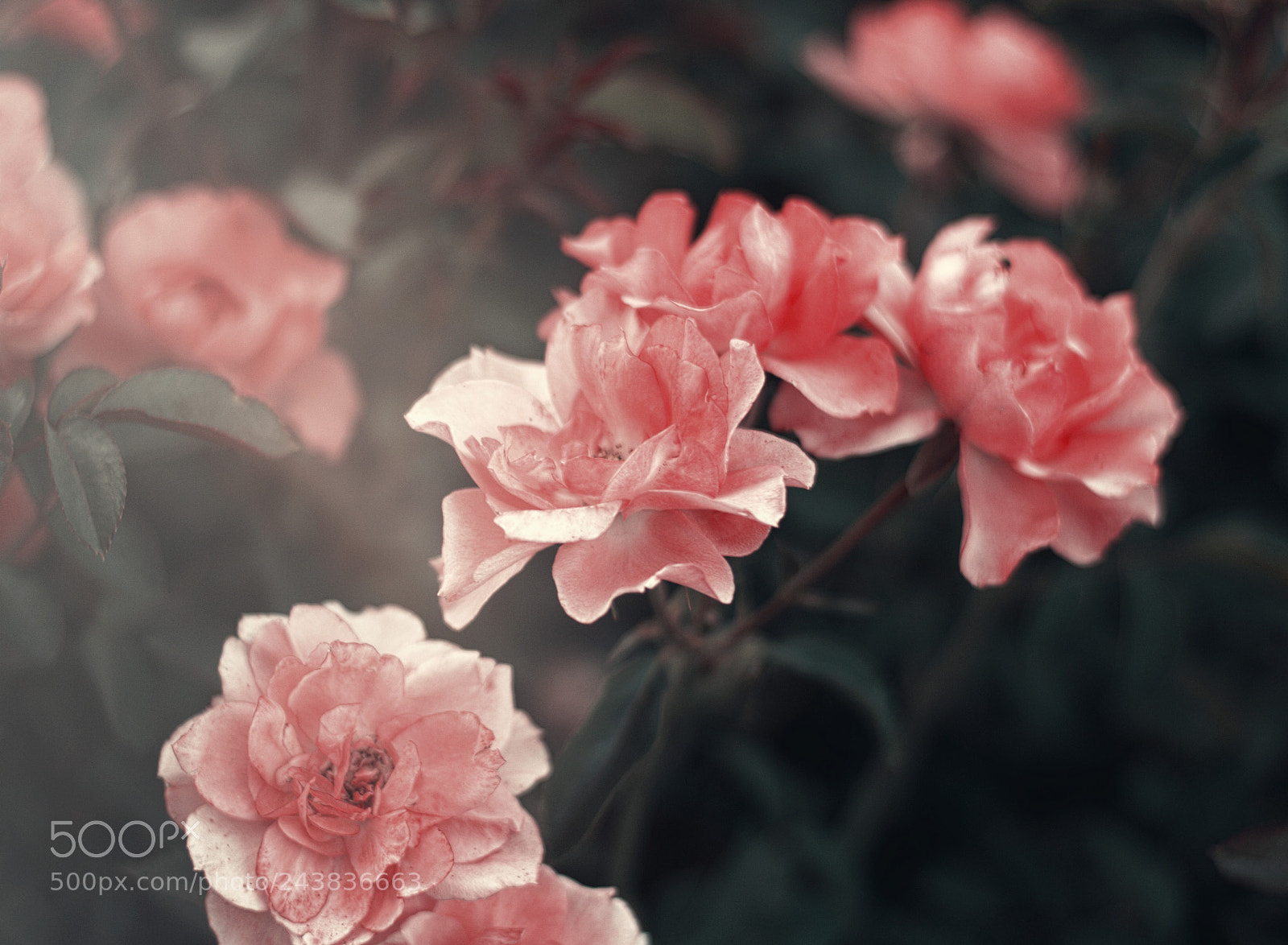 Nikon D3100 sample photo. Rosedal. photography
