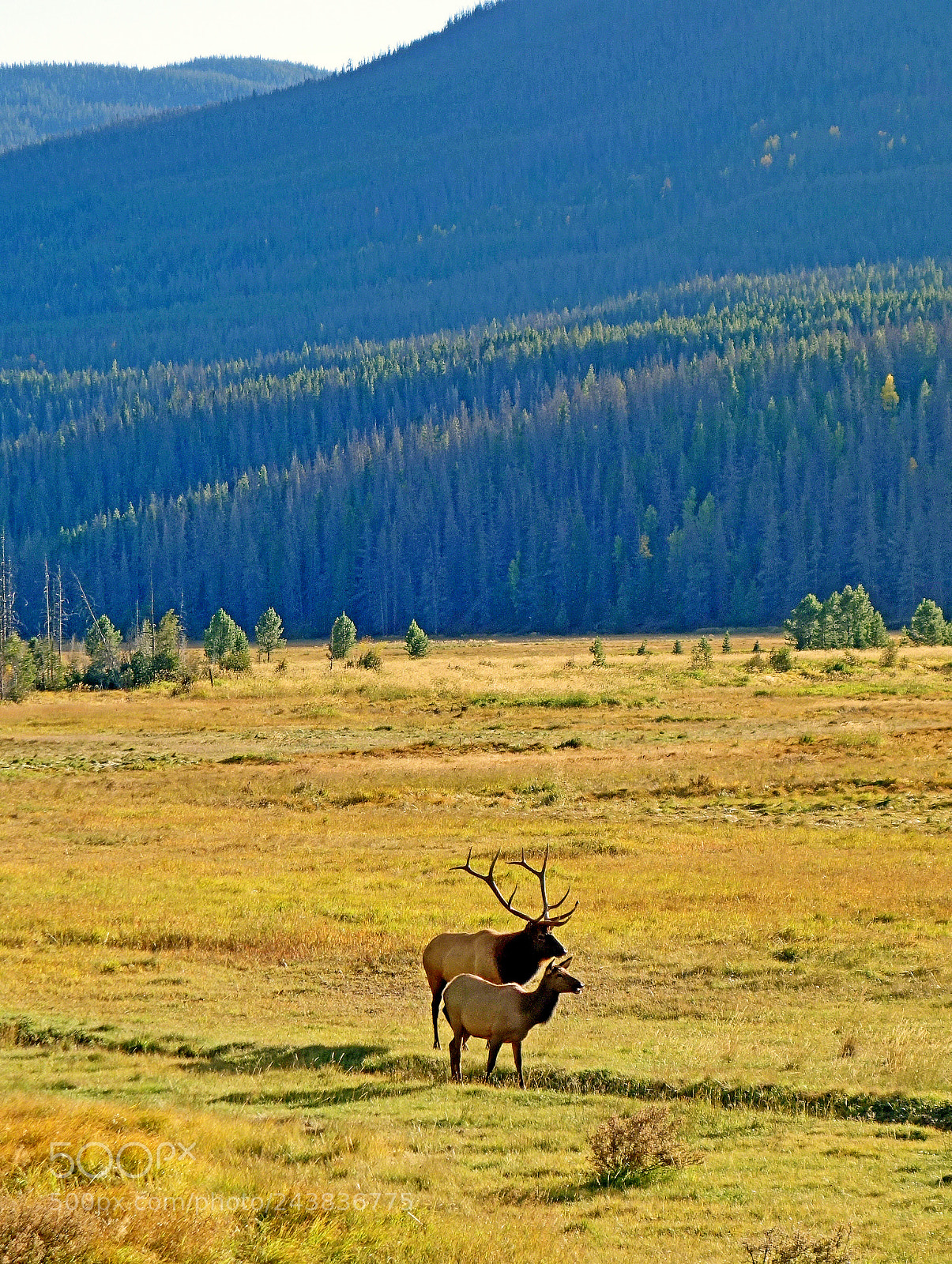 Sony Cyber-shot DSC-RX100 sample photo. Elk pair in autumn photography