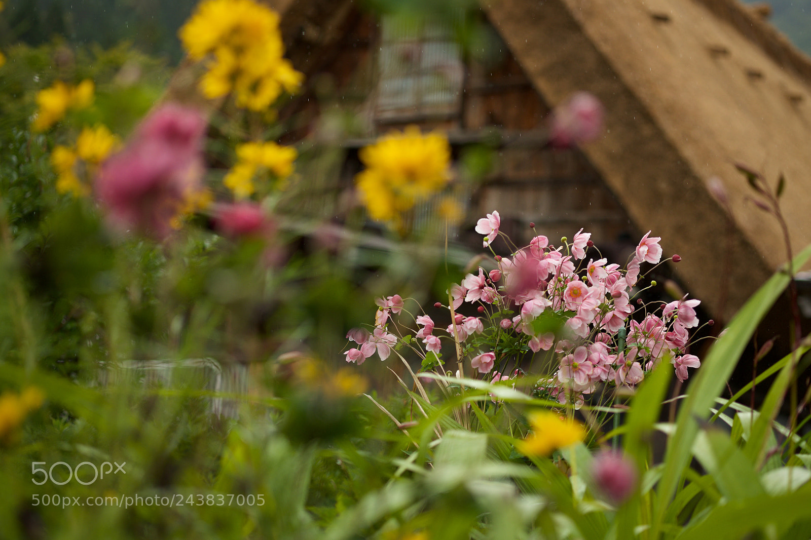 Fujifilm X-T1 sample photo. Autumn photography