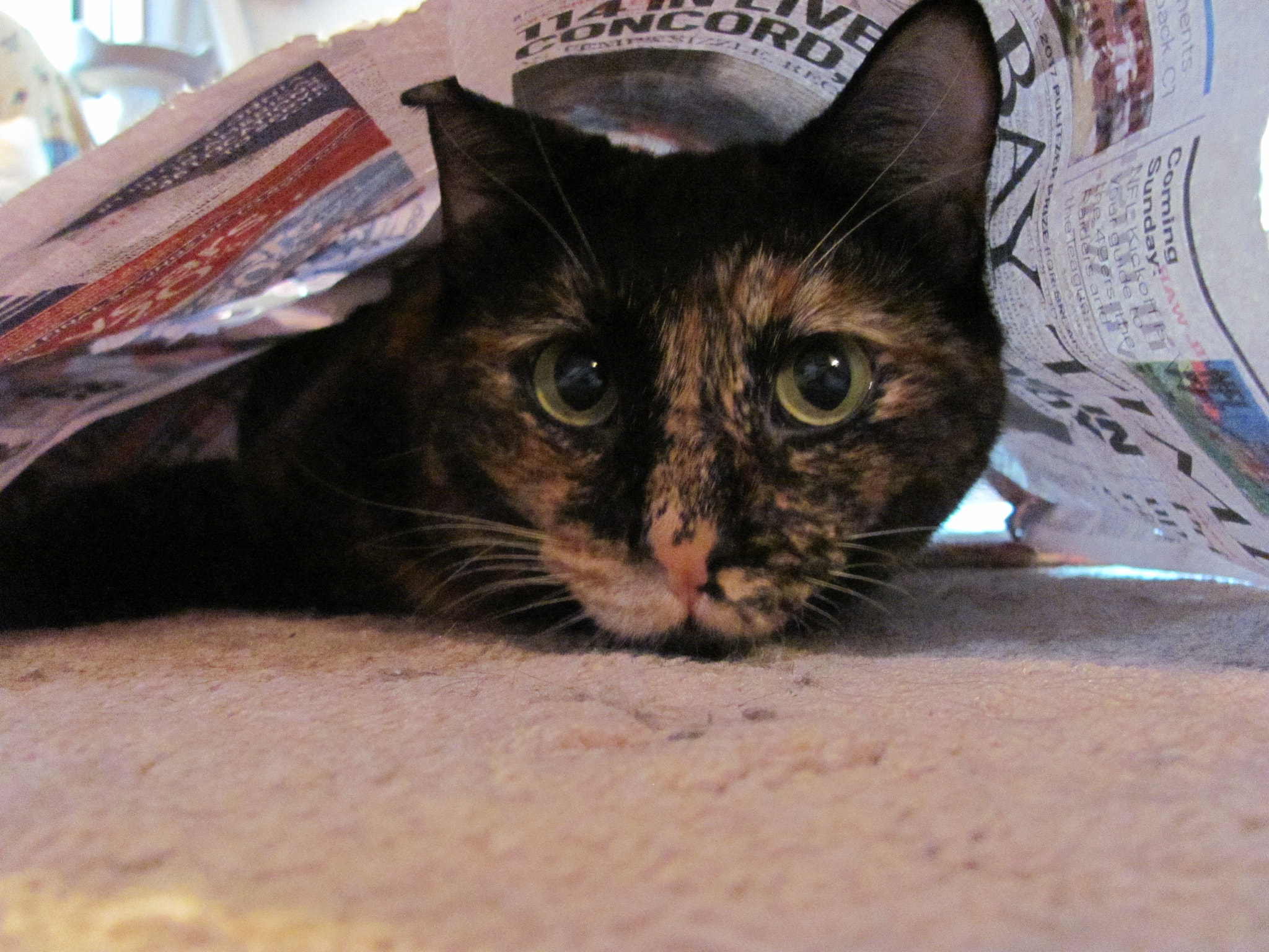 Canon PowerShot SX120 IS sample photo. Our new tortoise-shell girl photography