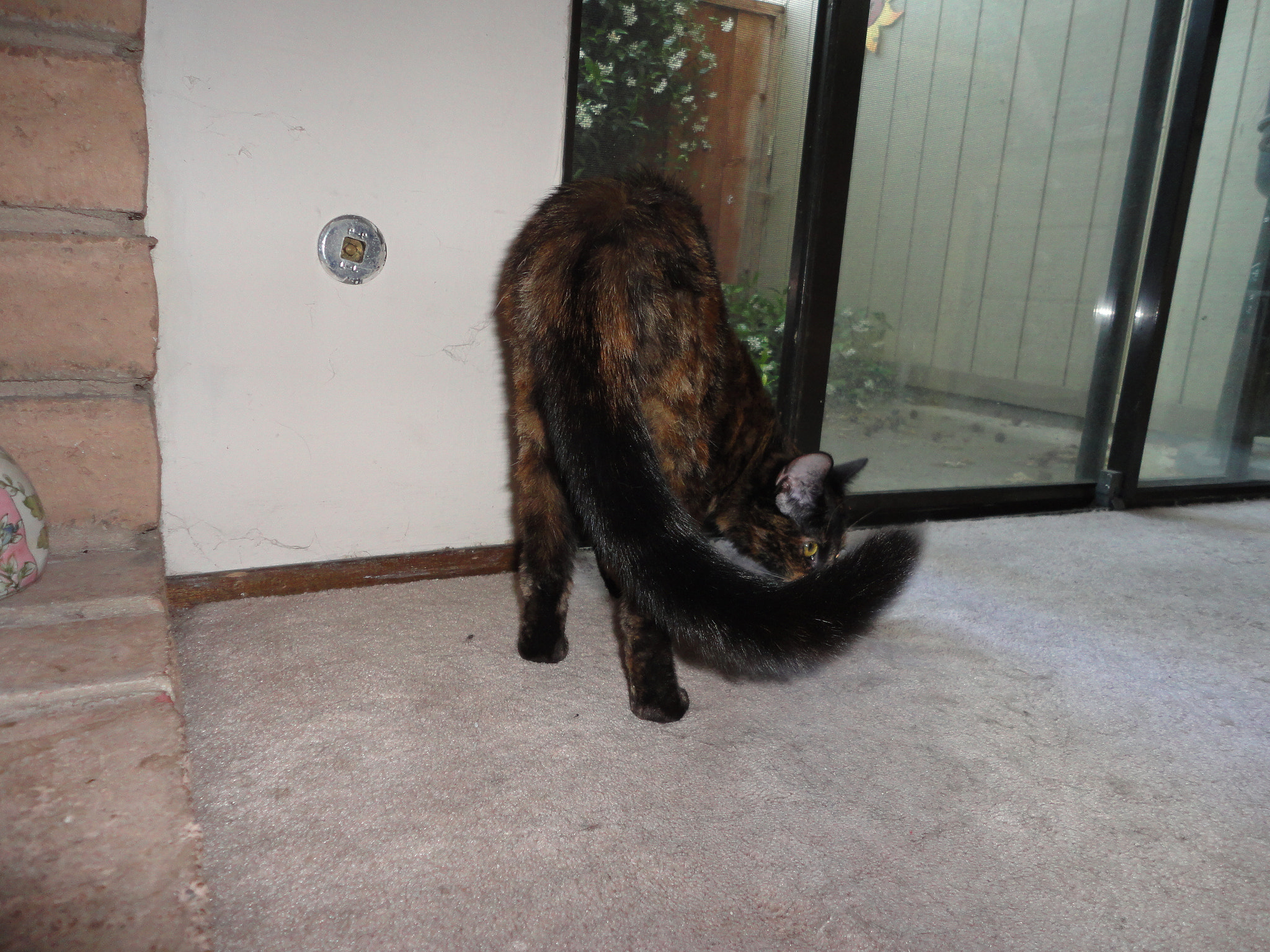 Sony Cyber-shot DSC-W560 sample photo. Our new tortoise-shell girl photography
