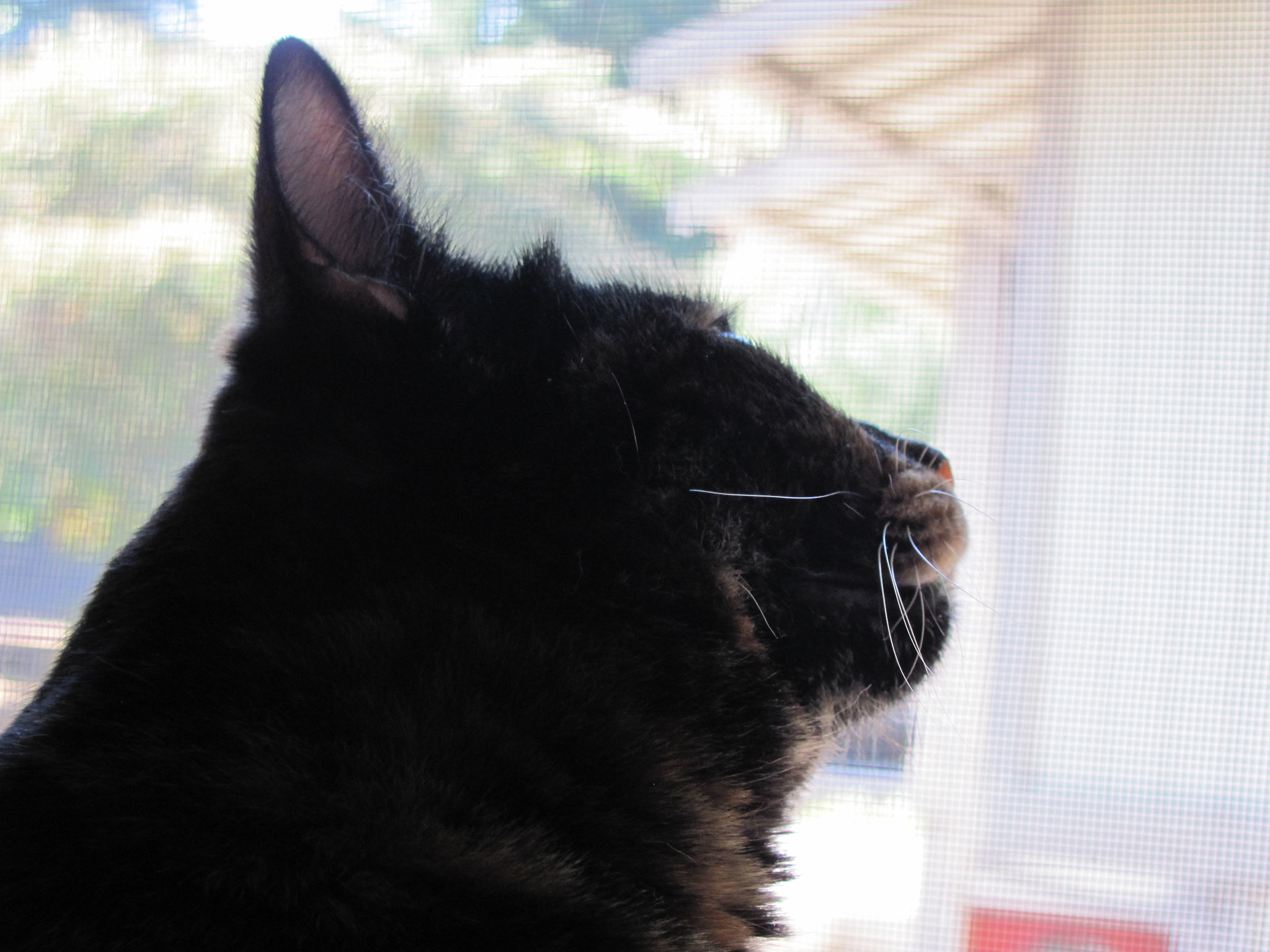 Canon PowerShot SX120 IS sample photo. Our new tortoise-shell girl photography