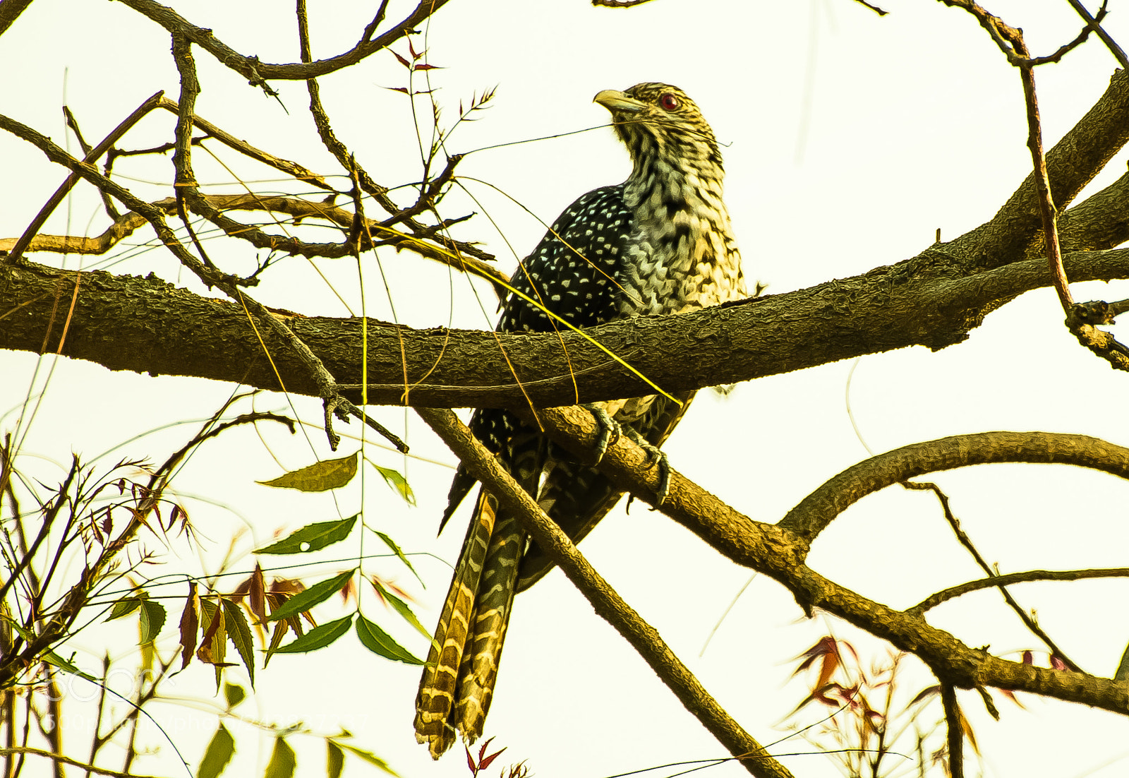 Nikon D810 sample photo. The asian koel!! photography