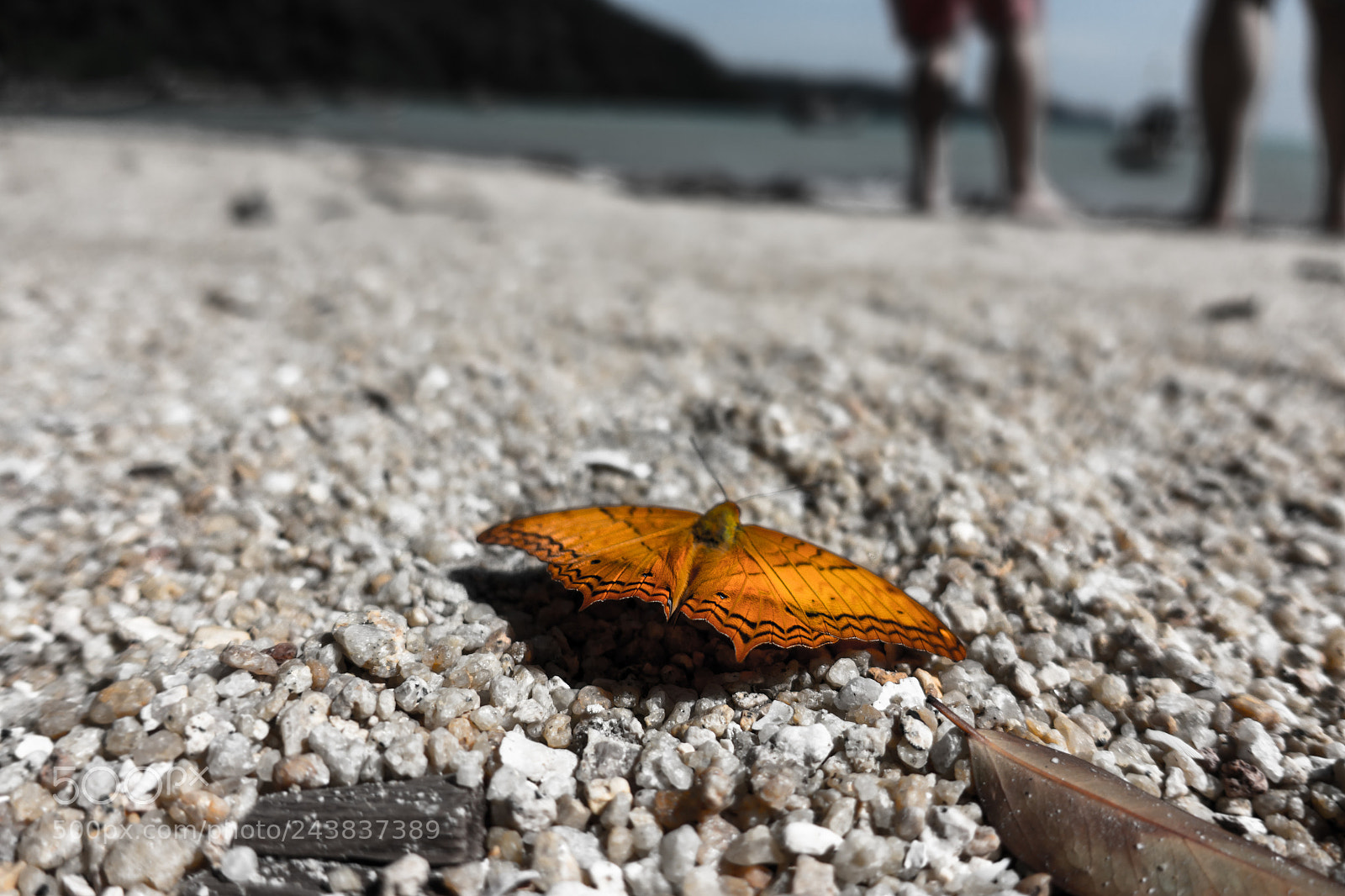 Sony Cyber-shot DSC-RX100 IV sample photo. Vidula erota butterfly photography