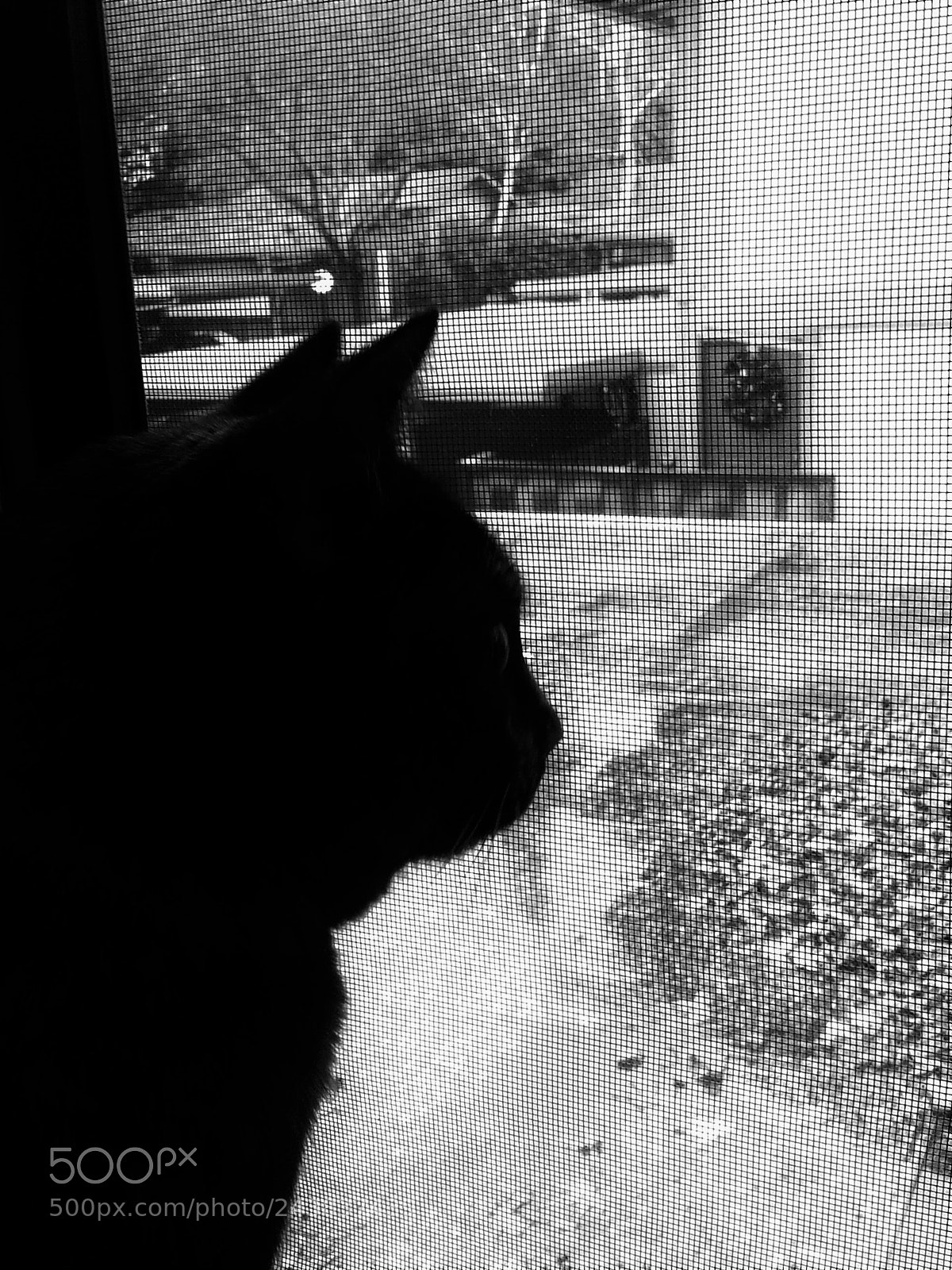 Samsung Galaxy S3 sample photo. Silhouette of my tortoise-shell photography