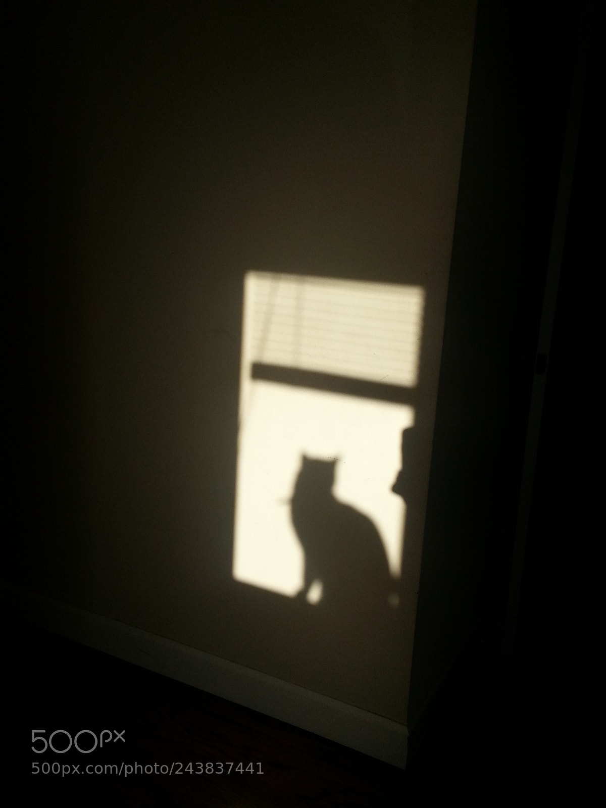 Samsung Galaxy S3 sample photo. Shadow of blue bengal photography