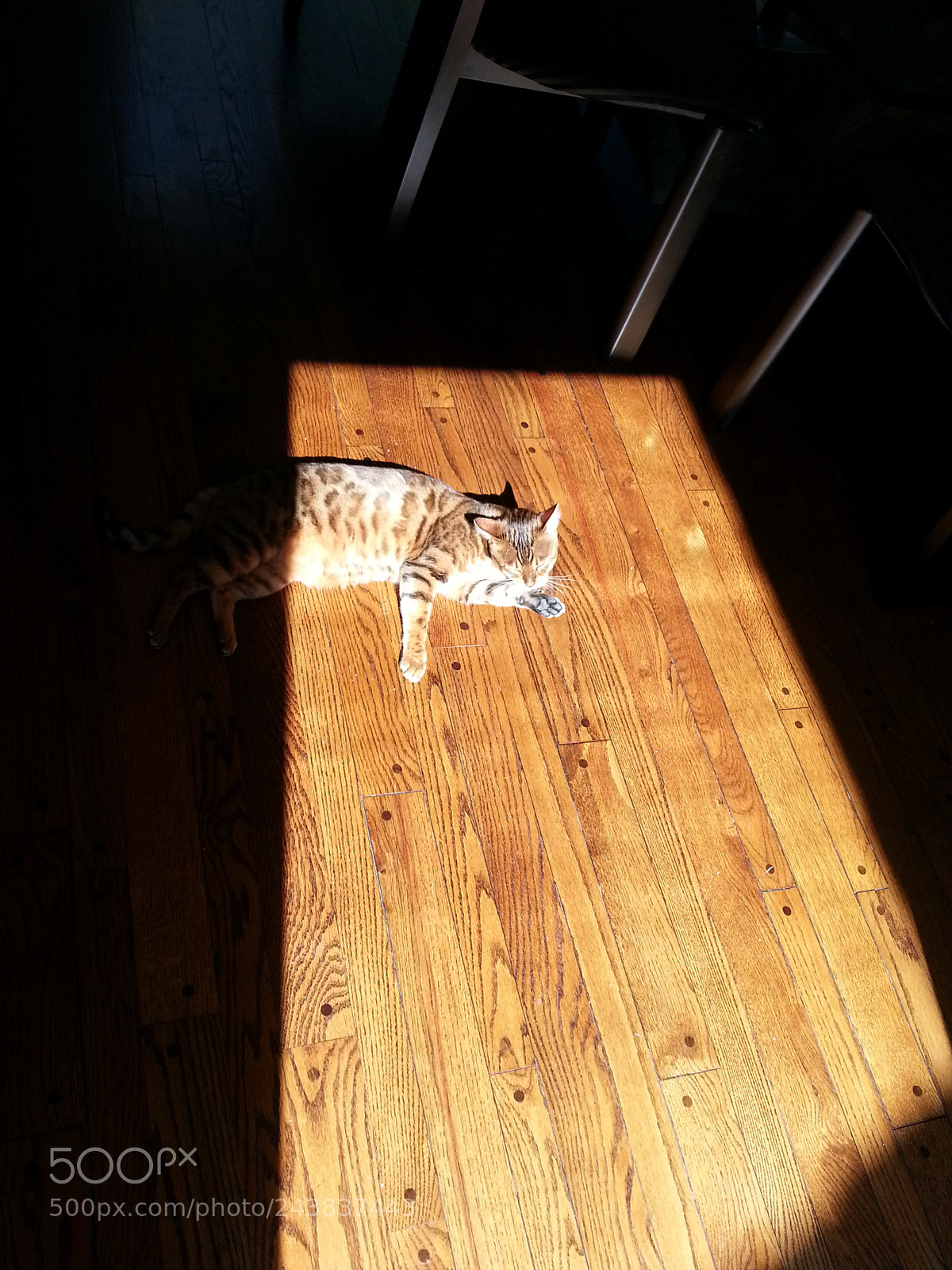 Samsung Galaxy S3 sample photo. Gold bengal girl photography
