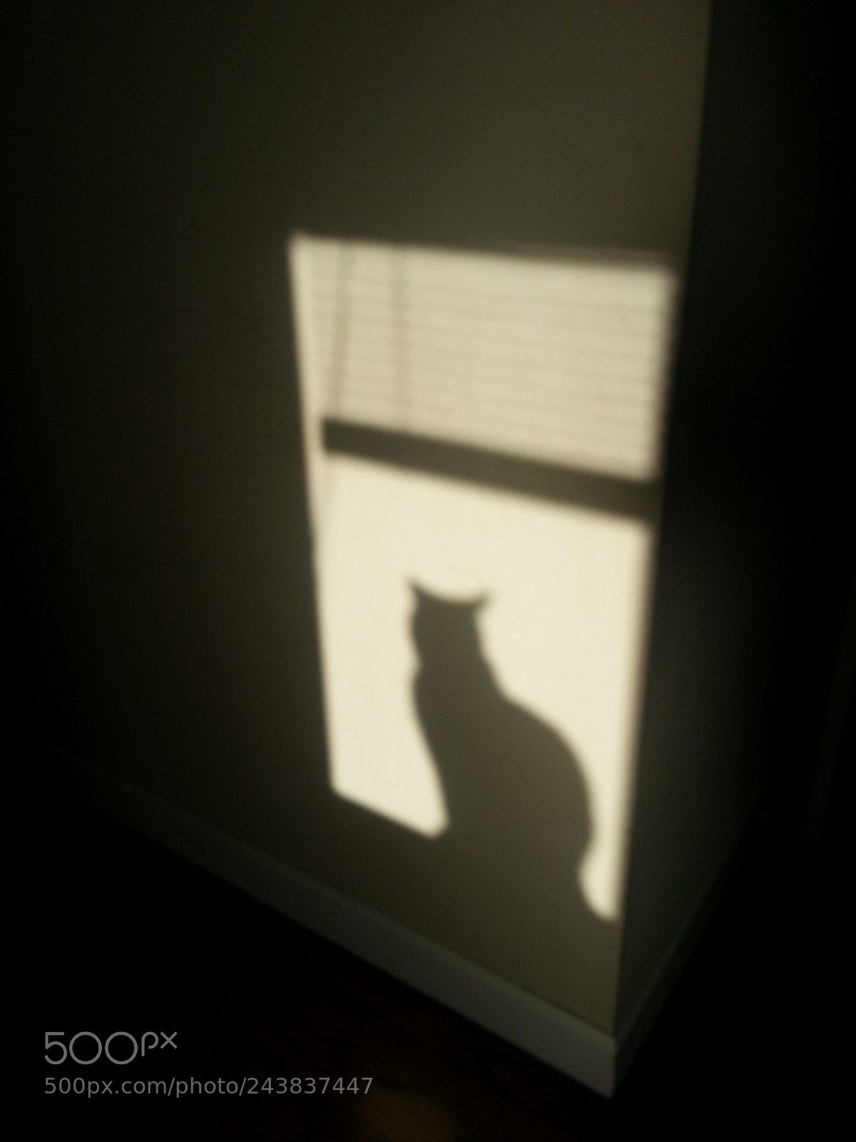 Samsung Galaxy S3 sample photo. Shadow of blue bengal photography