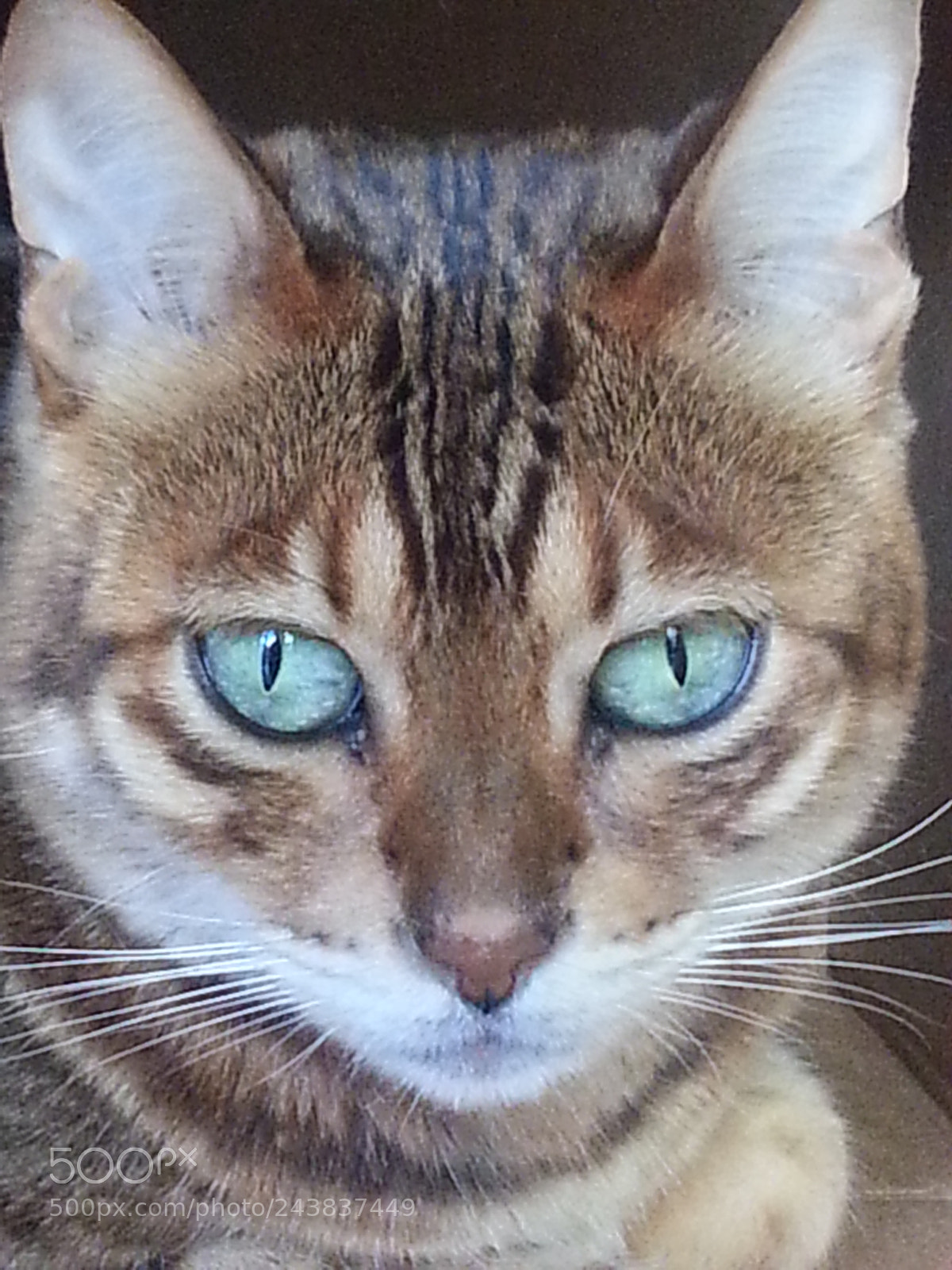 Samsung Galaxy S3 sample photo. Gold bengal girl photography