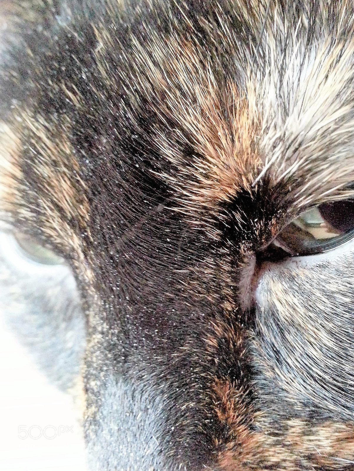 Samsung Galaxy S3 sample photo. My tortoise-shell girl photography