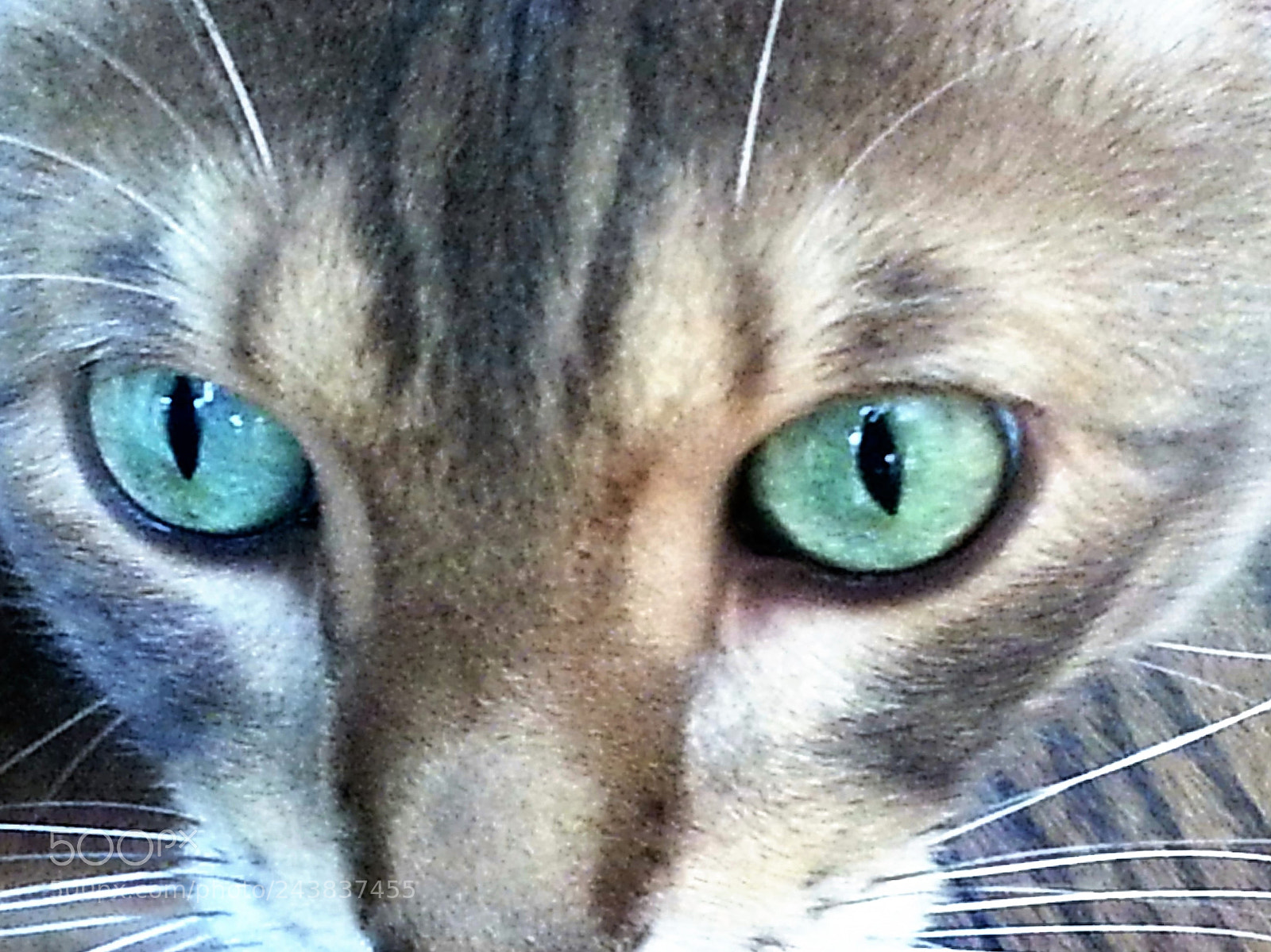 Samsung Galaxy S3 sample photo. Blue bengal boy photography