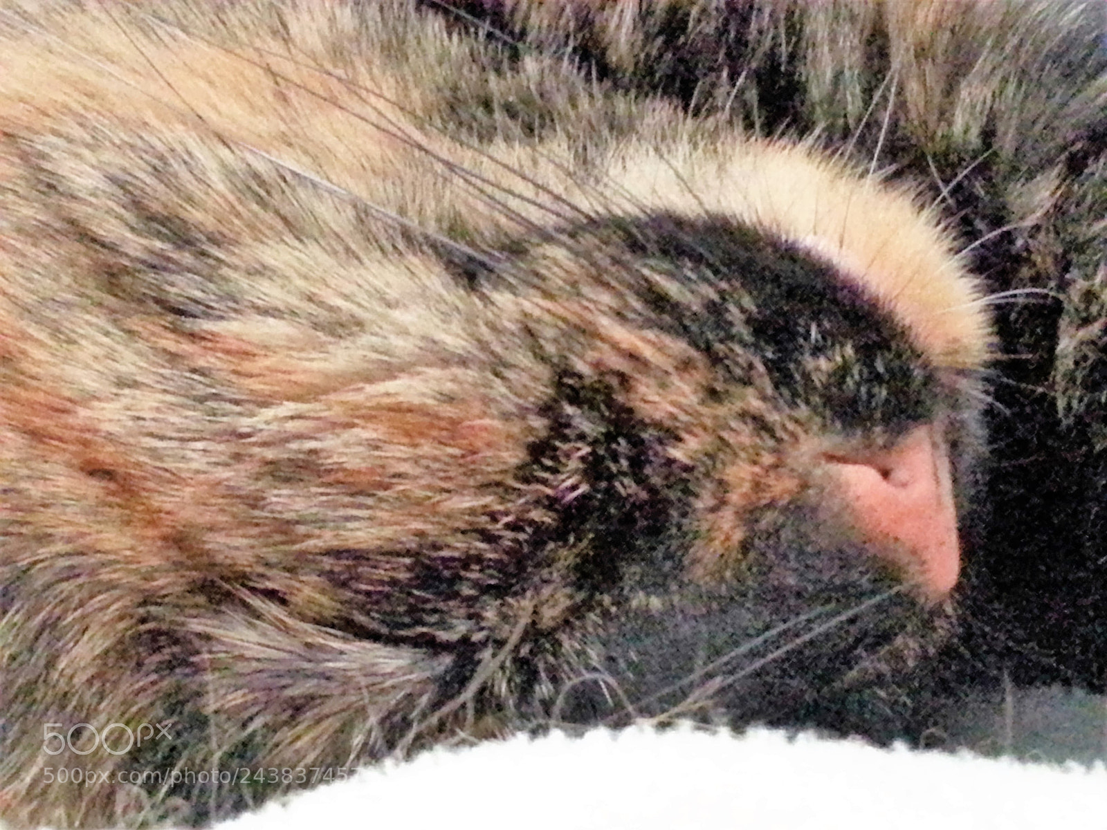 Samsung Galaxy S3 sample photo. My tortoise-shell girl photography