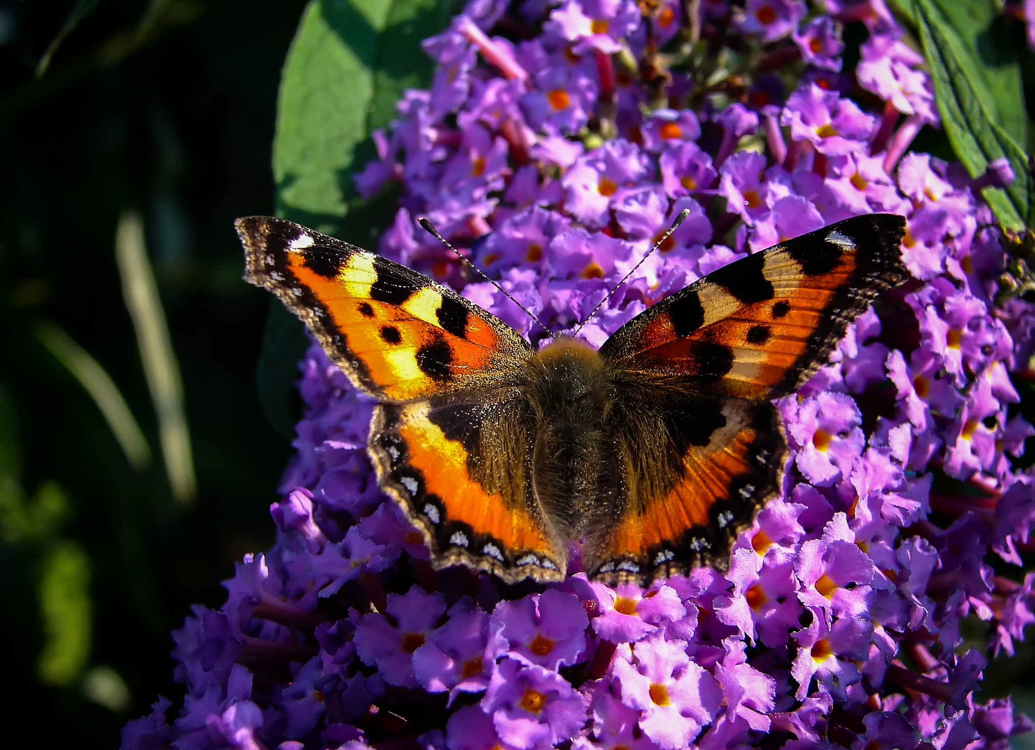 Sony DSC-H1 sample photo. Alluring buddleja photography