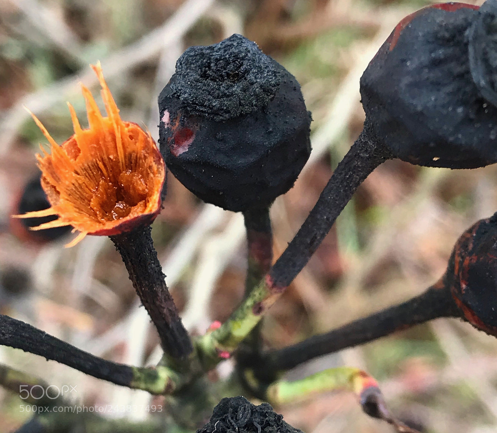 Apple iPhone 7 Plus sample photo. Rose seeds photography