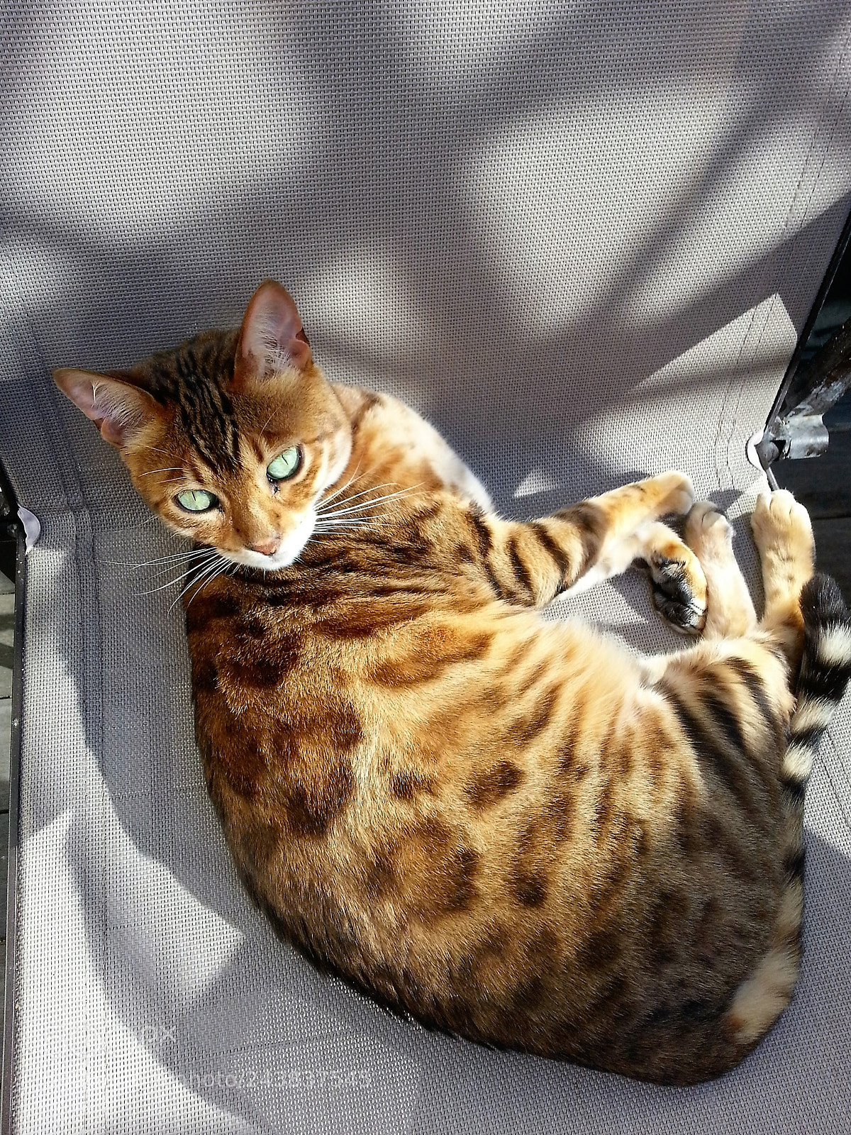 Samsung Galaxy S3 sample photo. Gold bengal girl photography