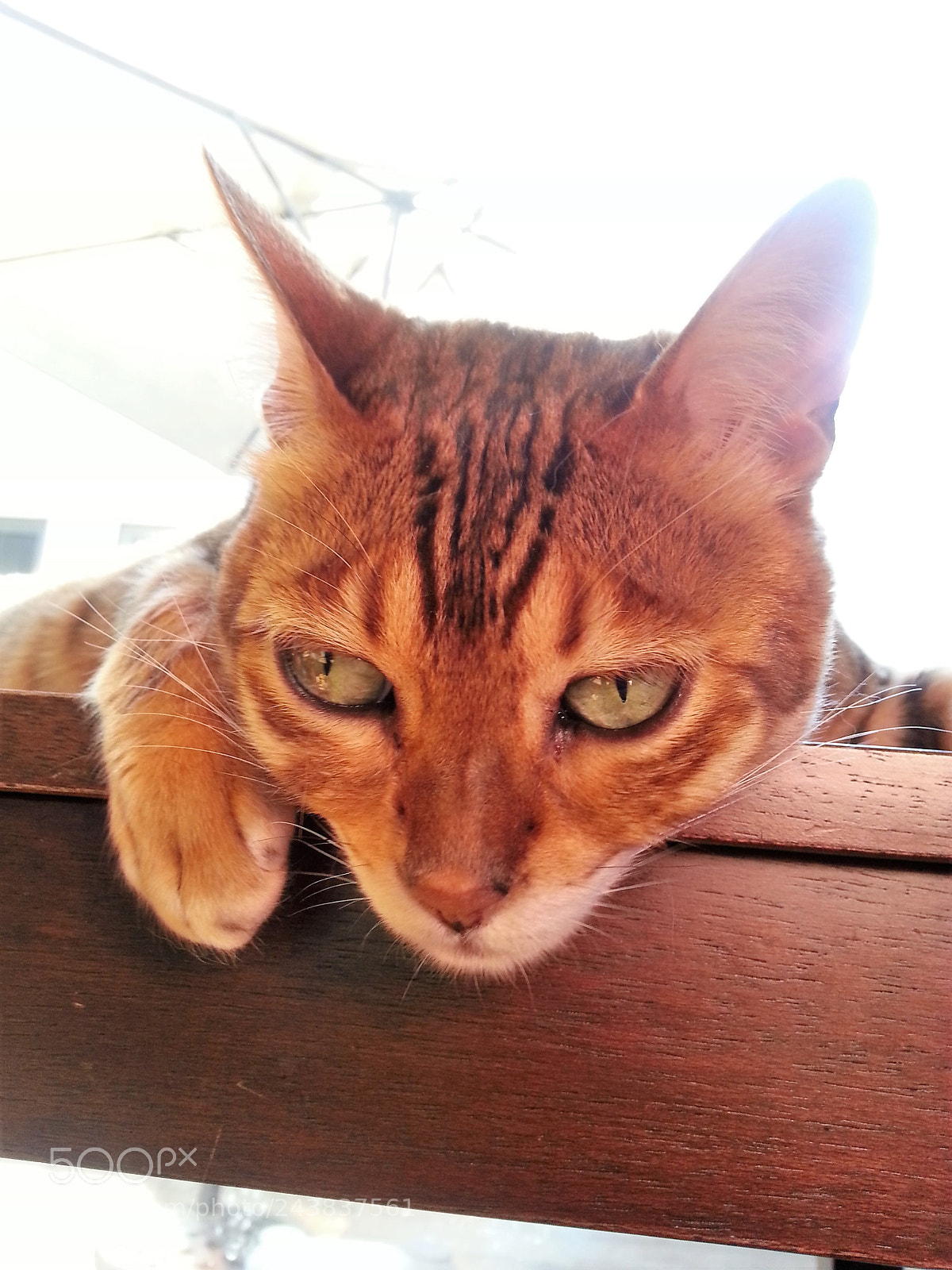 Samsung Galaxy S3 sample photo. Gold bengal girl photography