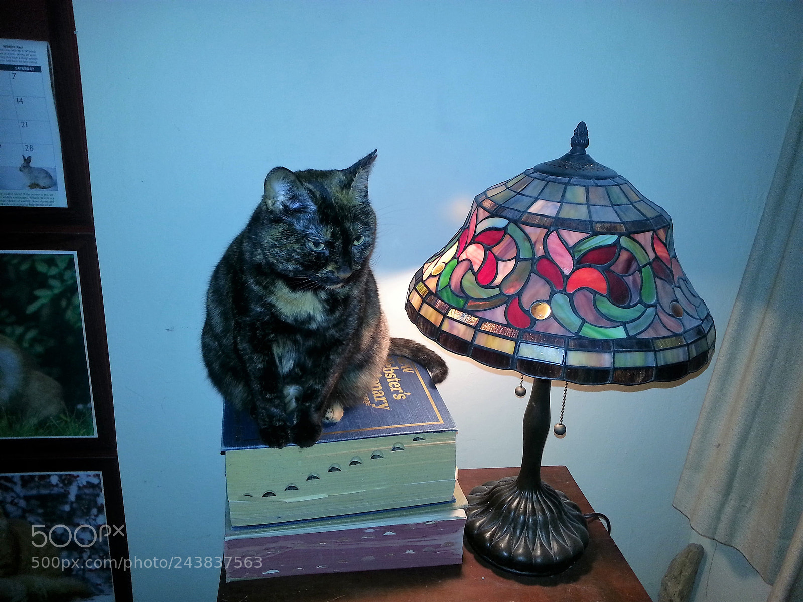 Samsung Galaxy S3 sample photo. My tortoise-shell girl photography