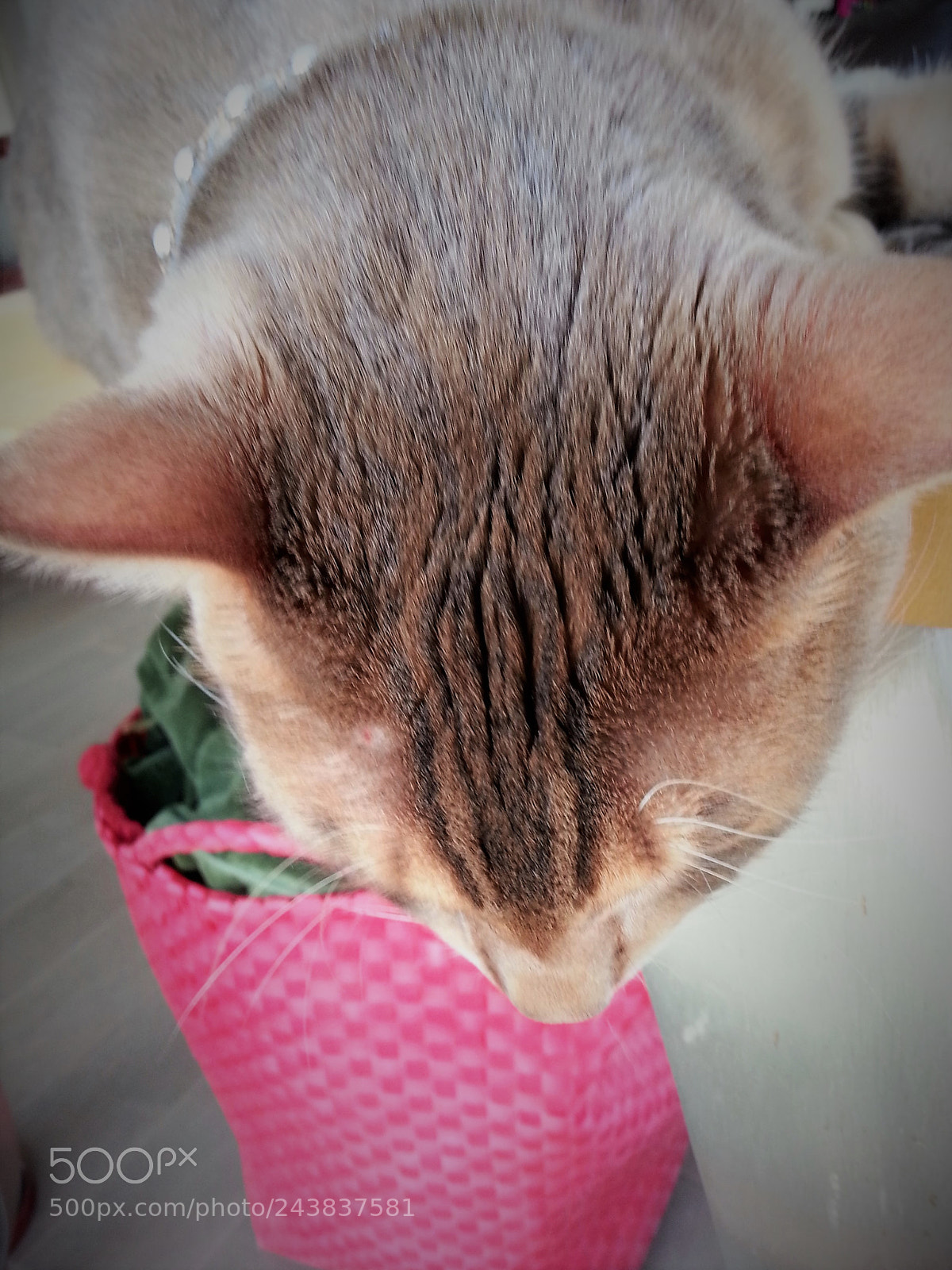 Samsung Galaxy S3 sample photo. Blue bengal boy photography