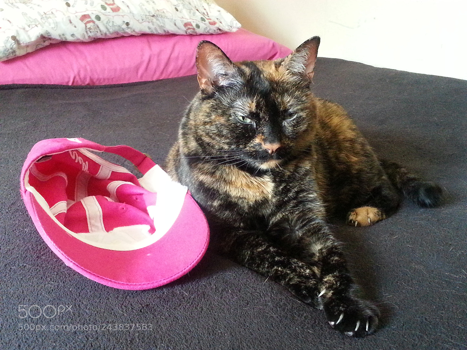 Samsung Galaxy S3 sample photo. My tortoise-shell girl photography